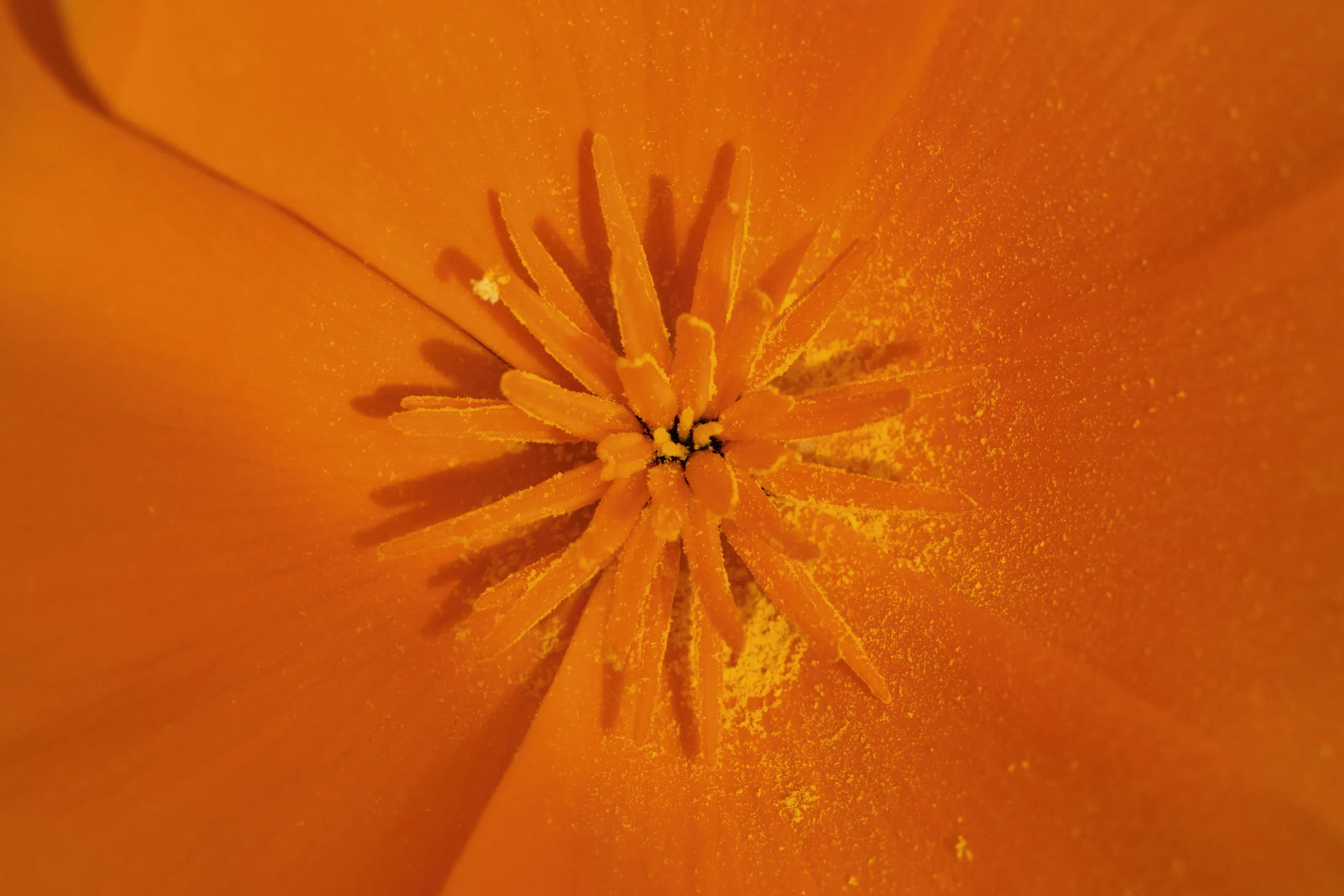 The Colour Orange
