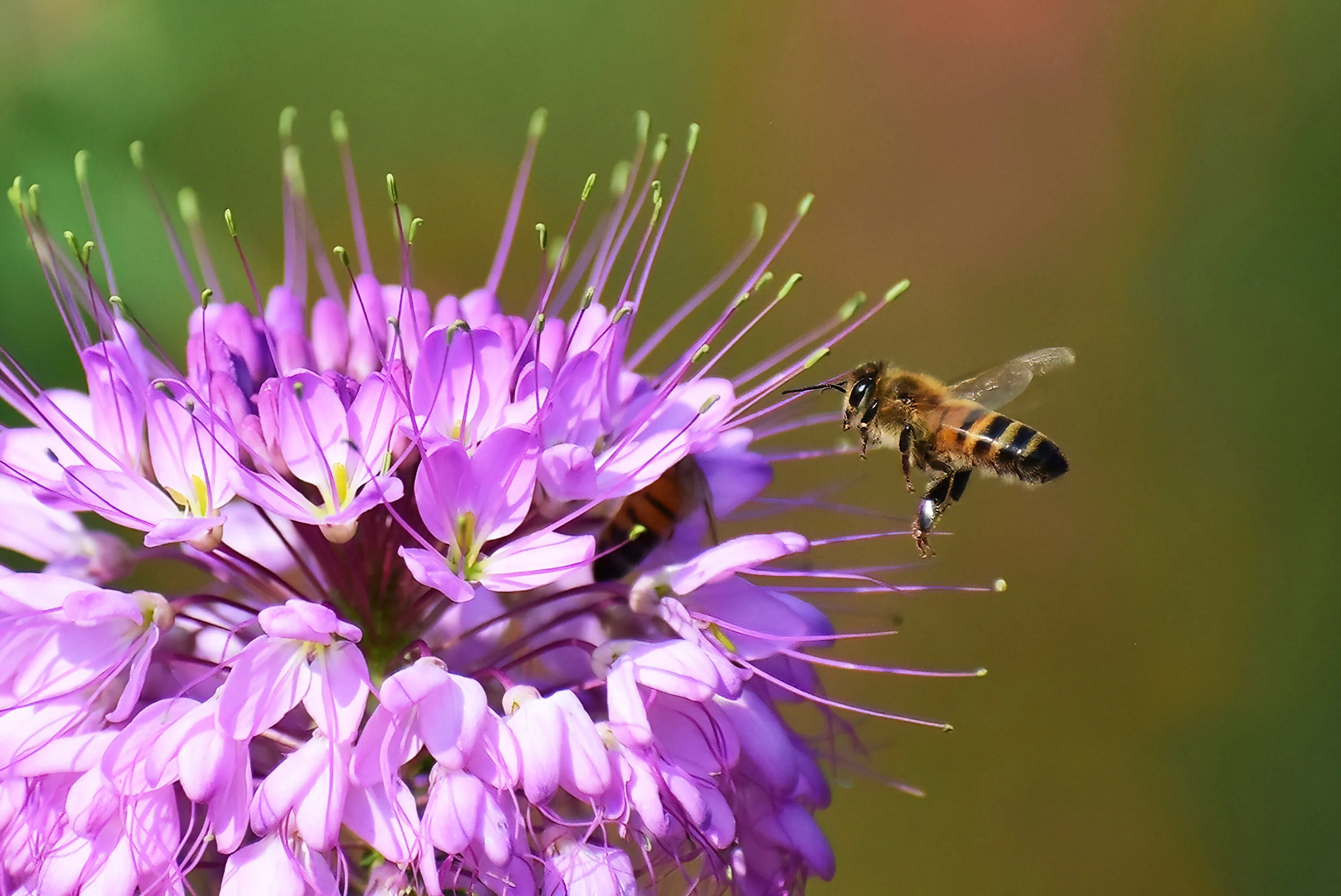 Busy Bees