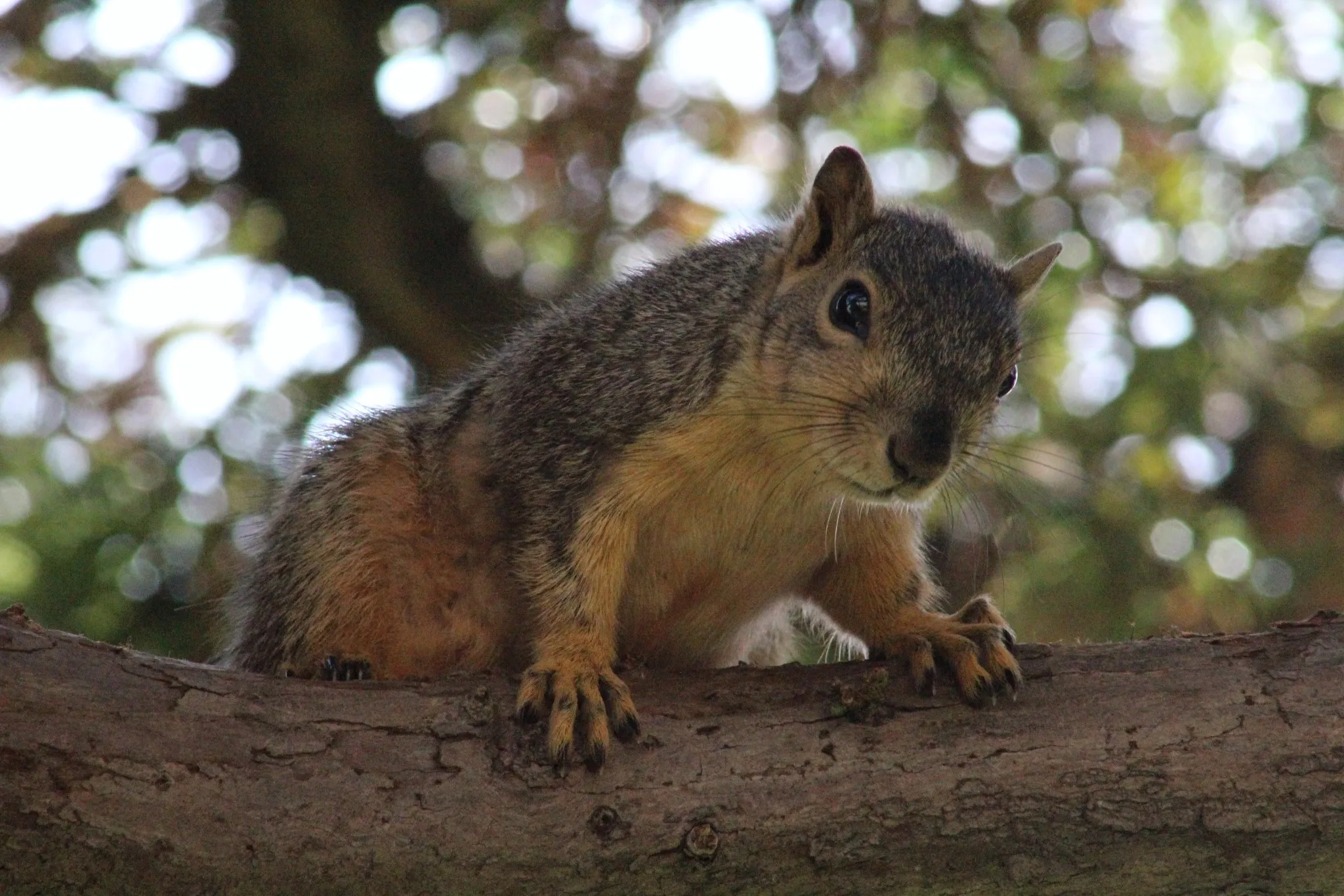 Squirrels