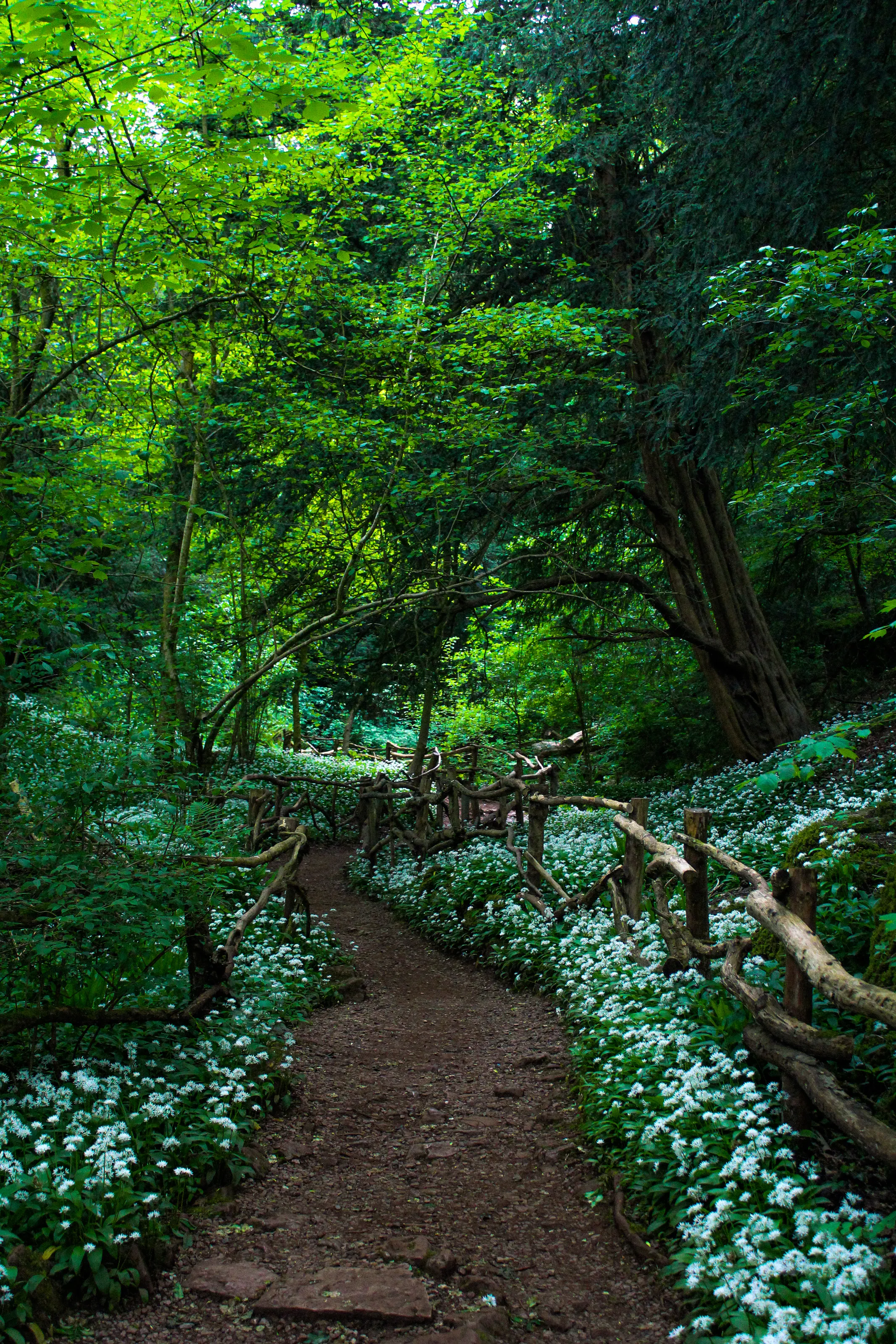 Forest and Woodland Landscapes