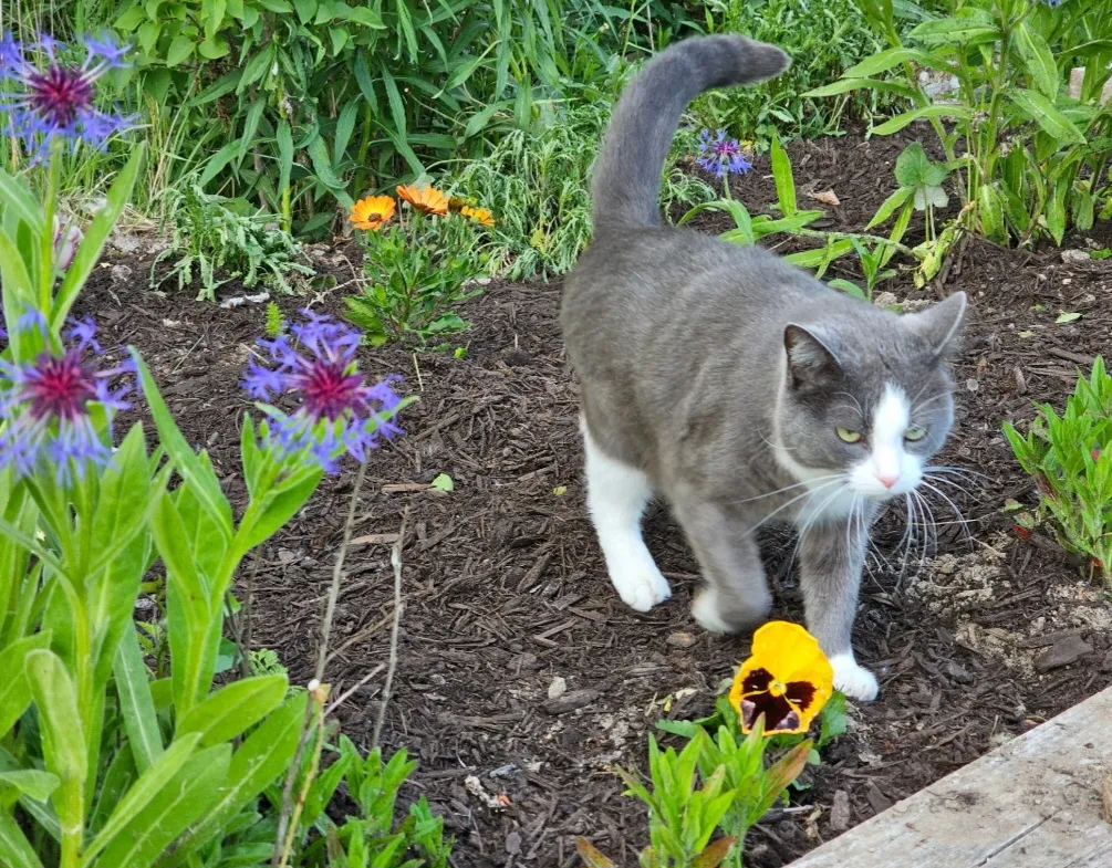 Cats with Flowers