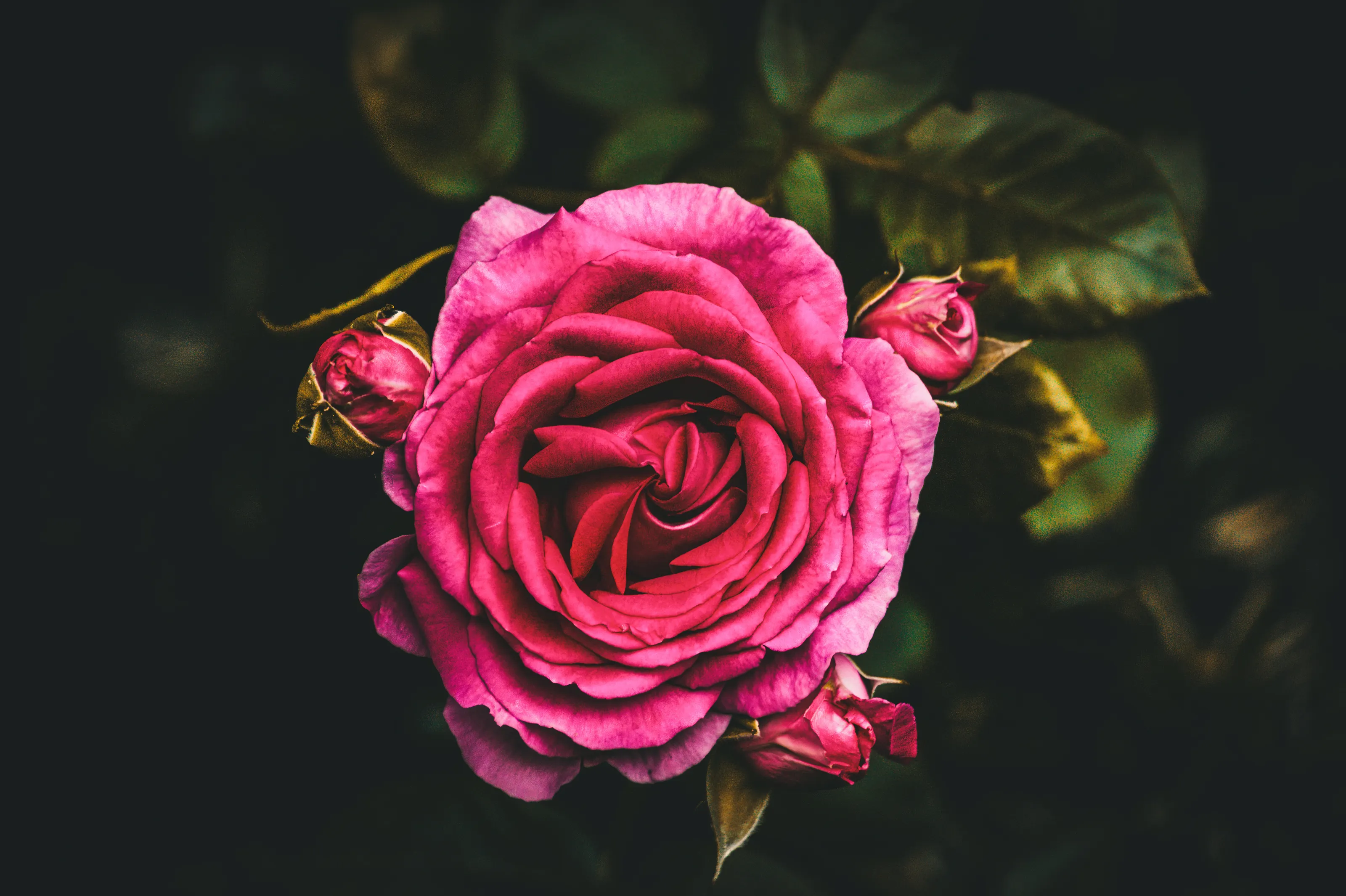 Roses in Close-Up