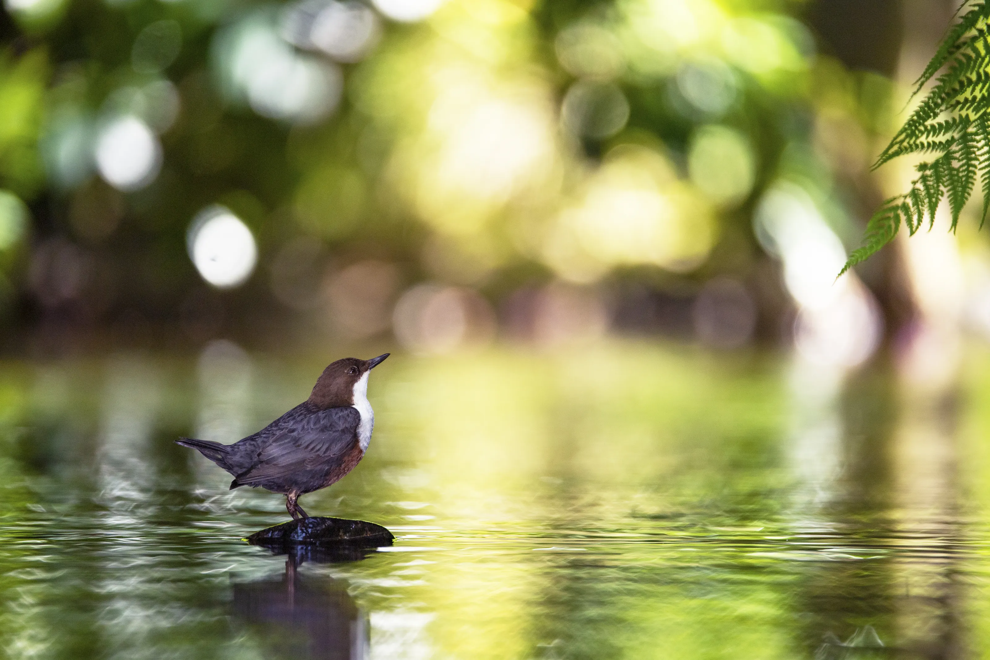 Bokeh Highlights