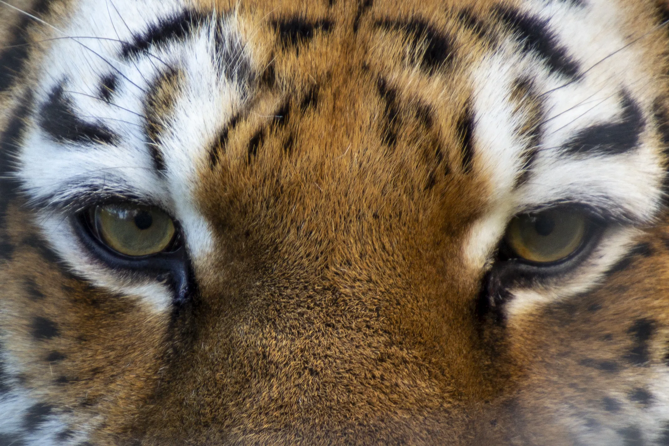 Eyes: Windows to the Soul (in colour)