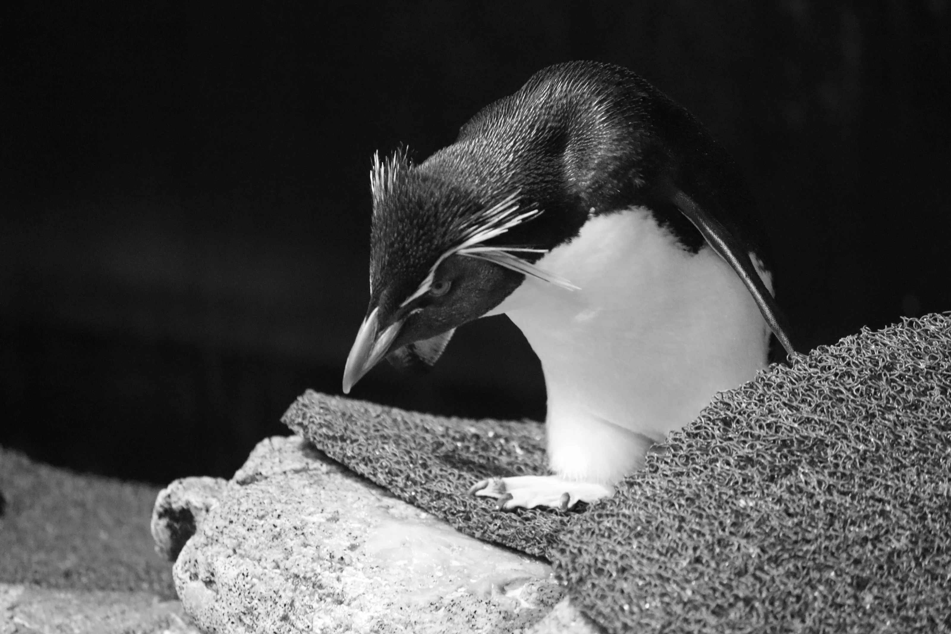 Penguins
