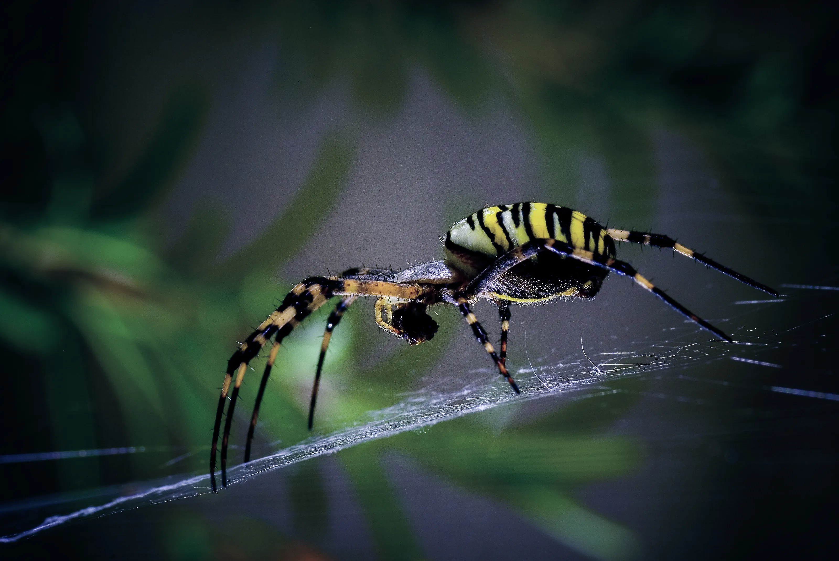 Spiders (in colour)