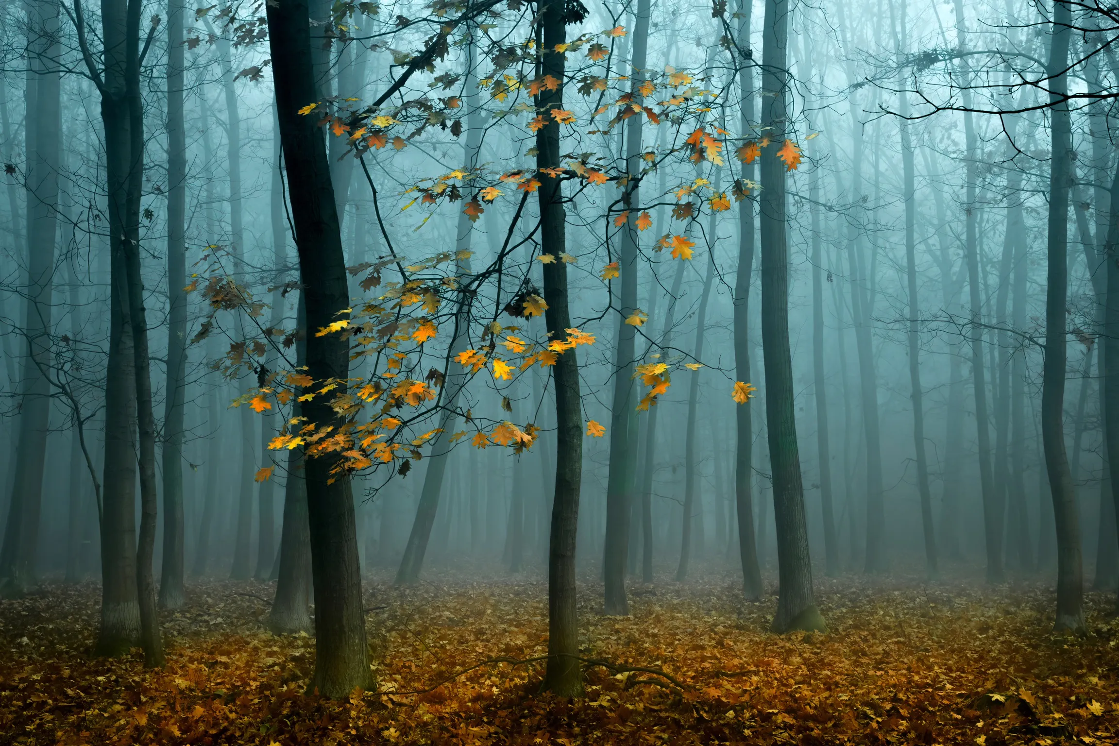 Trees