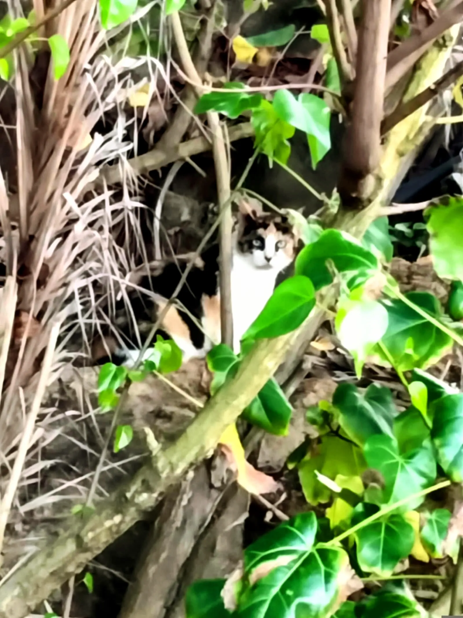 Something Partly Hidden