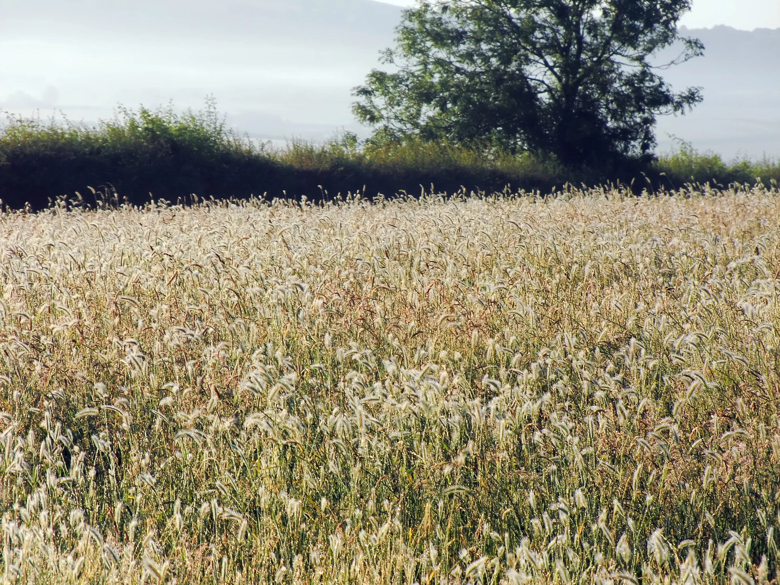 Grasses (in colour)