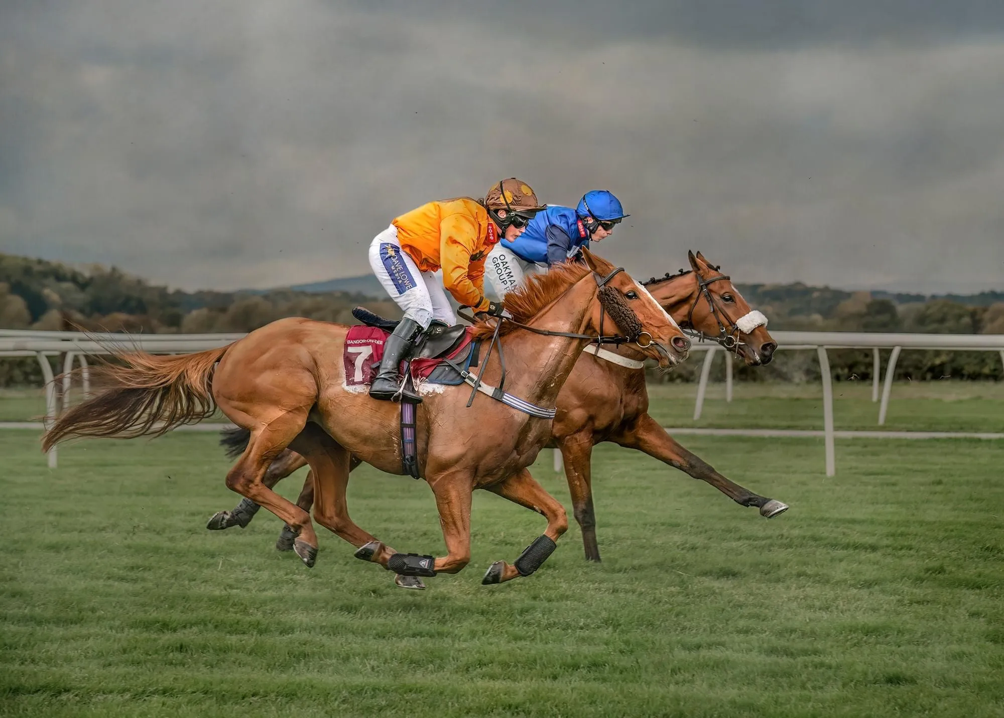 Animals Competing