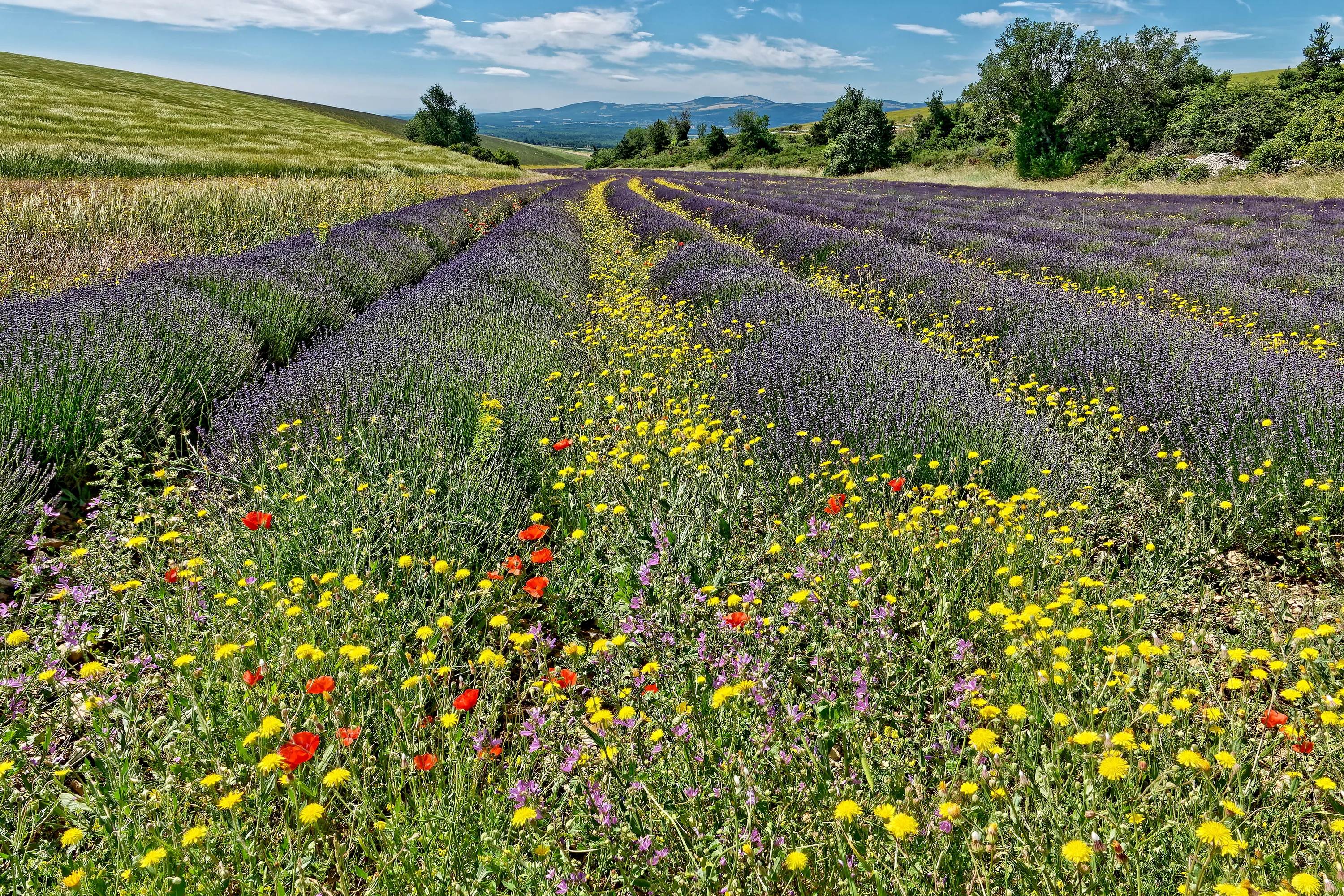 Flowery Landscapes (in colour)