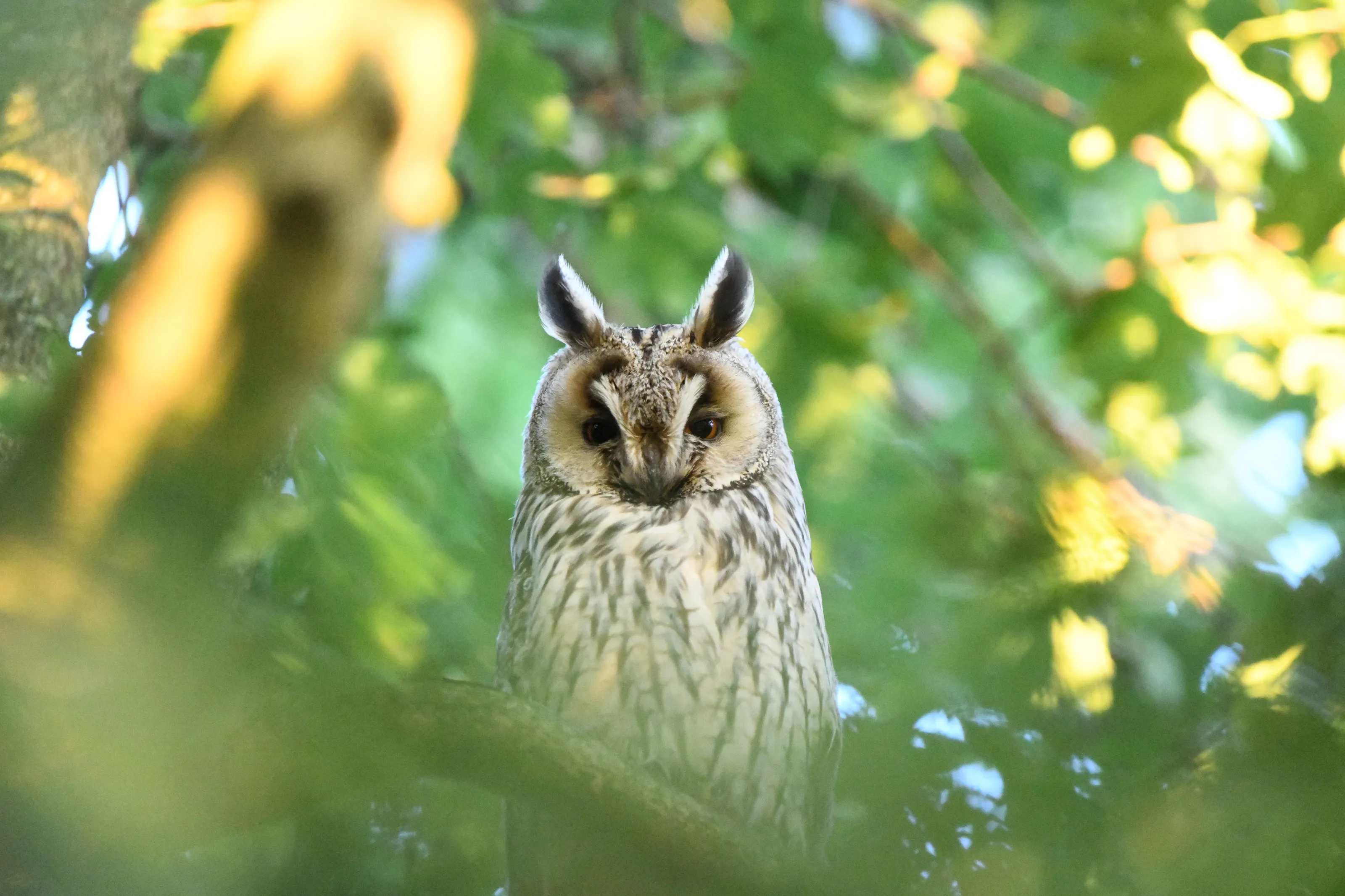 Wild Owls in their Natural Habitat