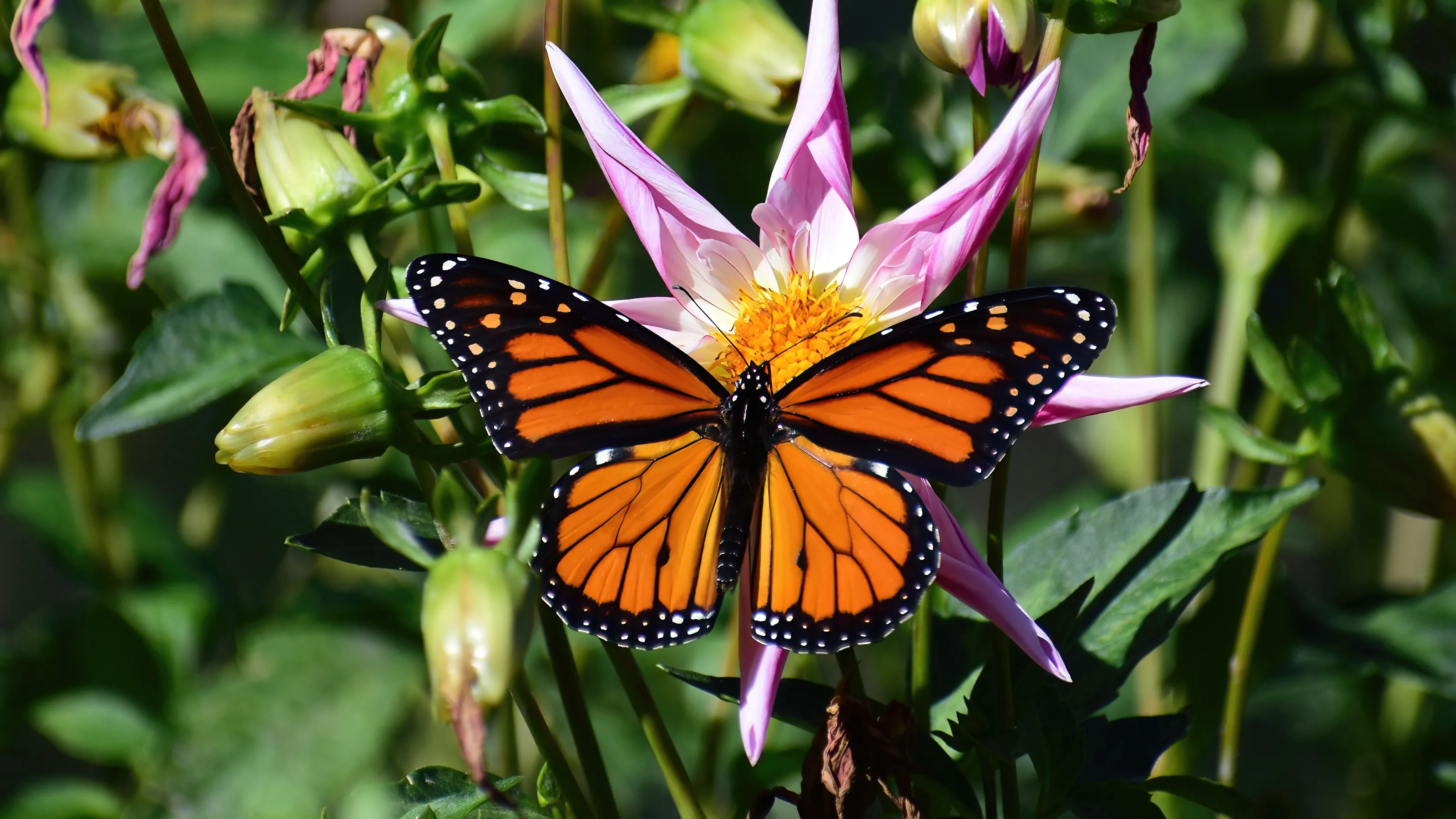 Butterflies