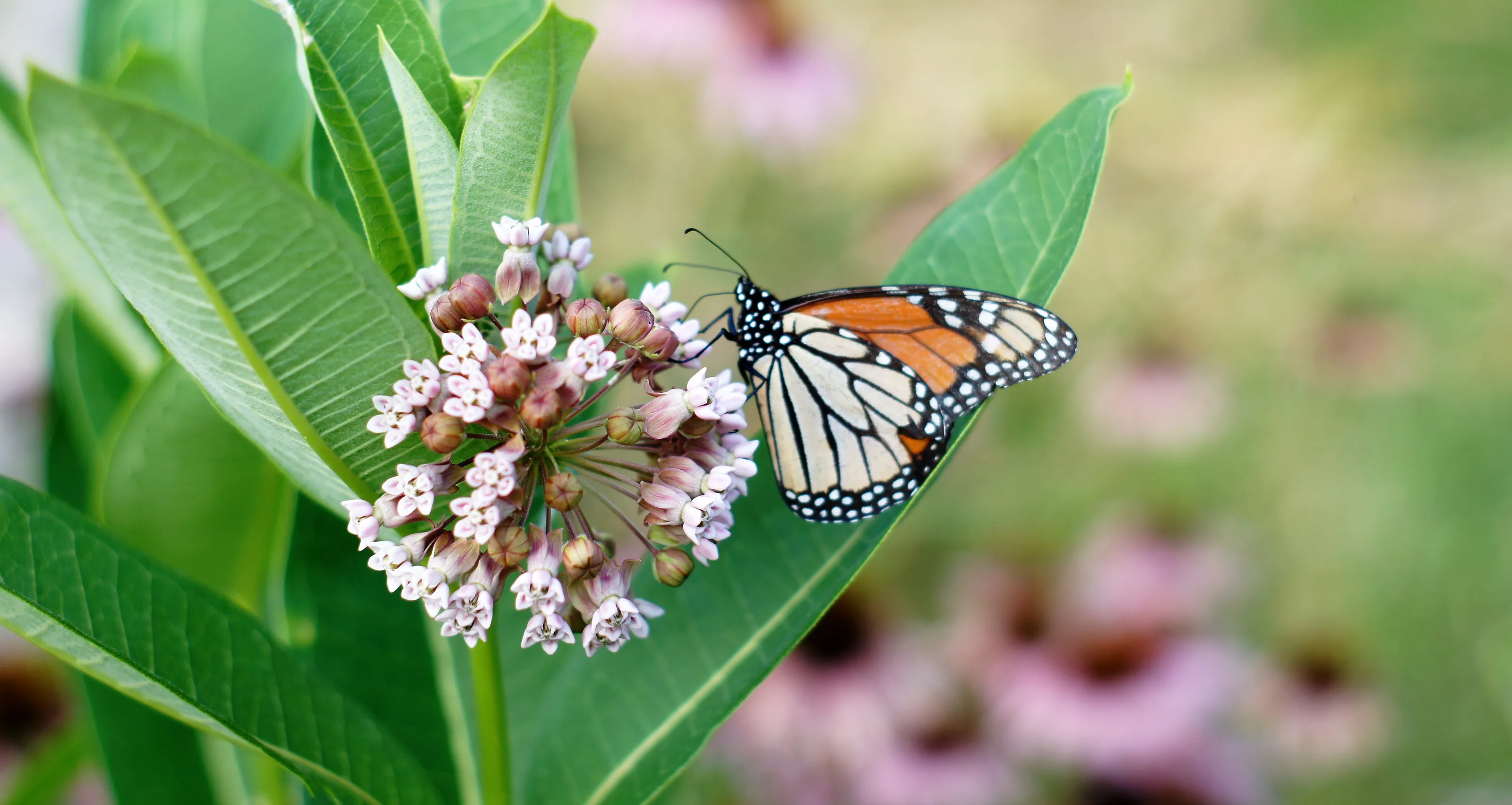 Milkweed