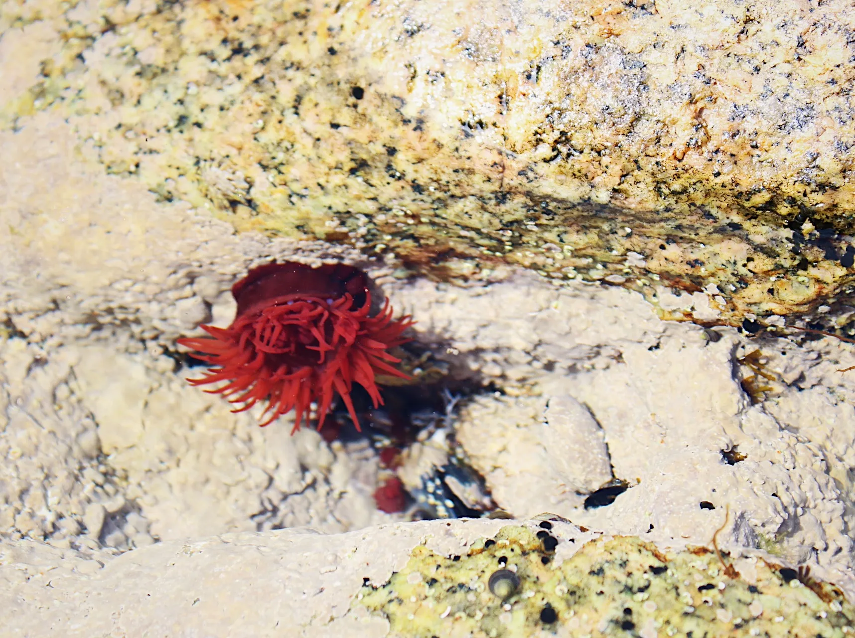 Sea Anemones (in colour)