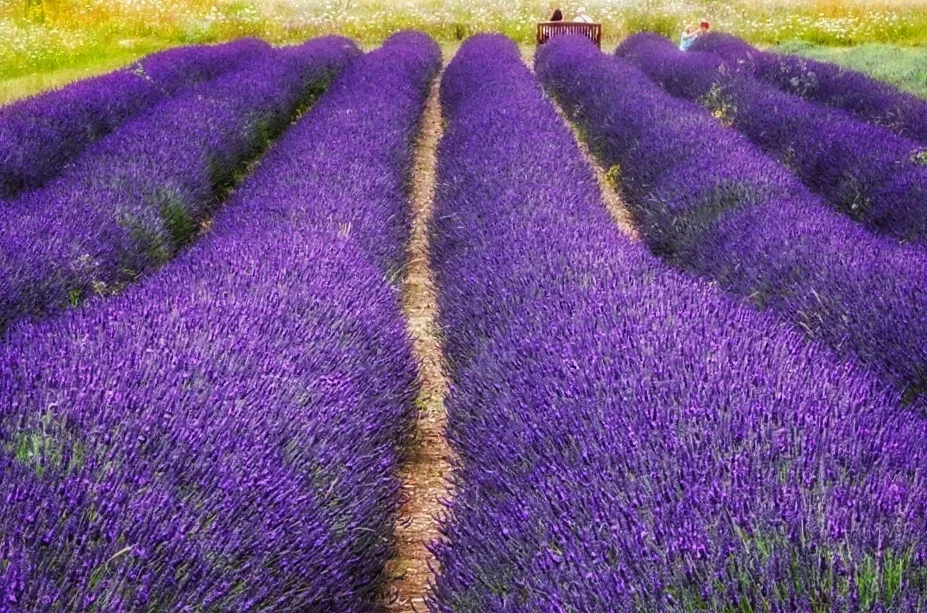Lavender Plants