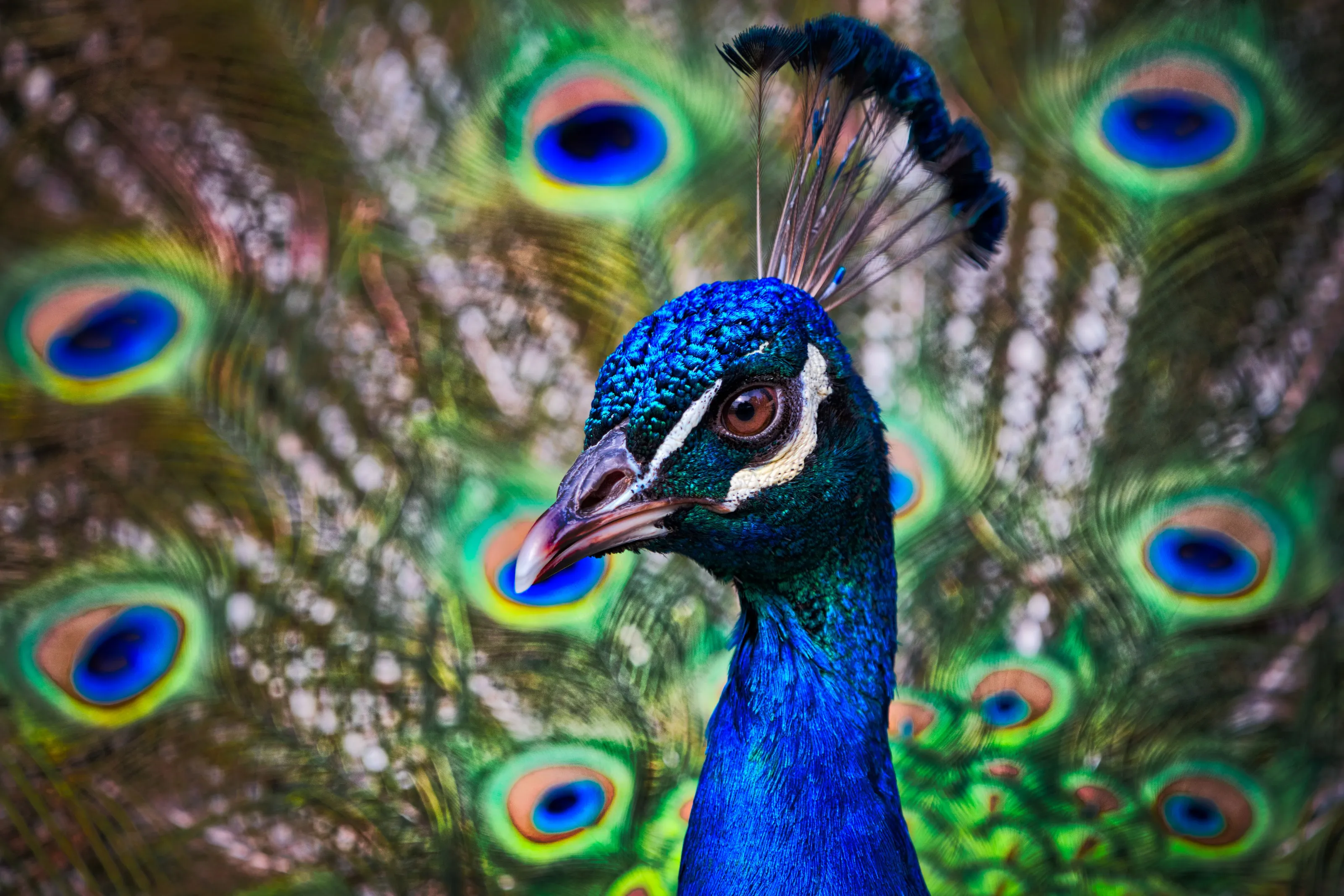 Magnificent Peacocks (in colour)