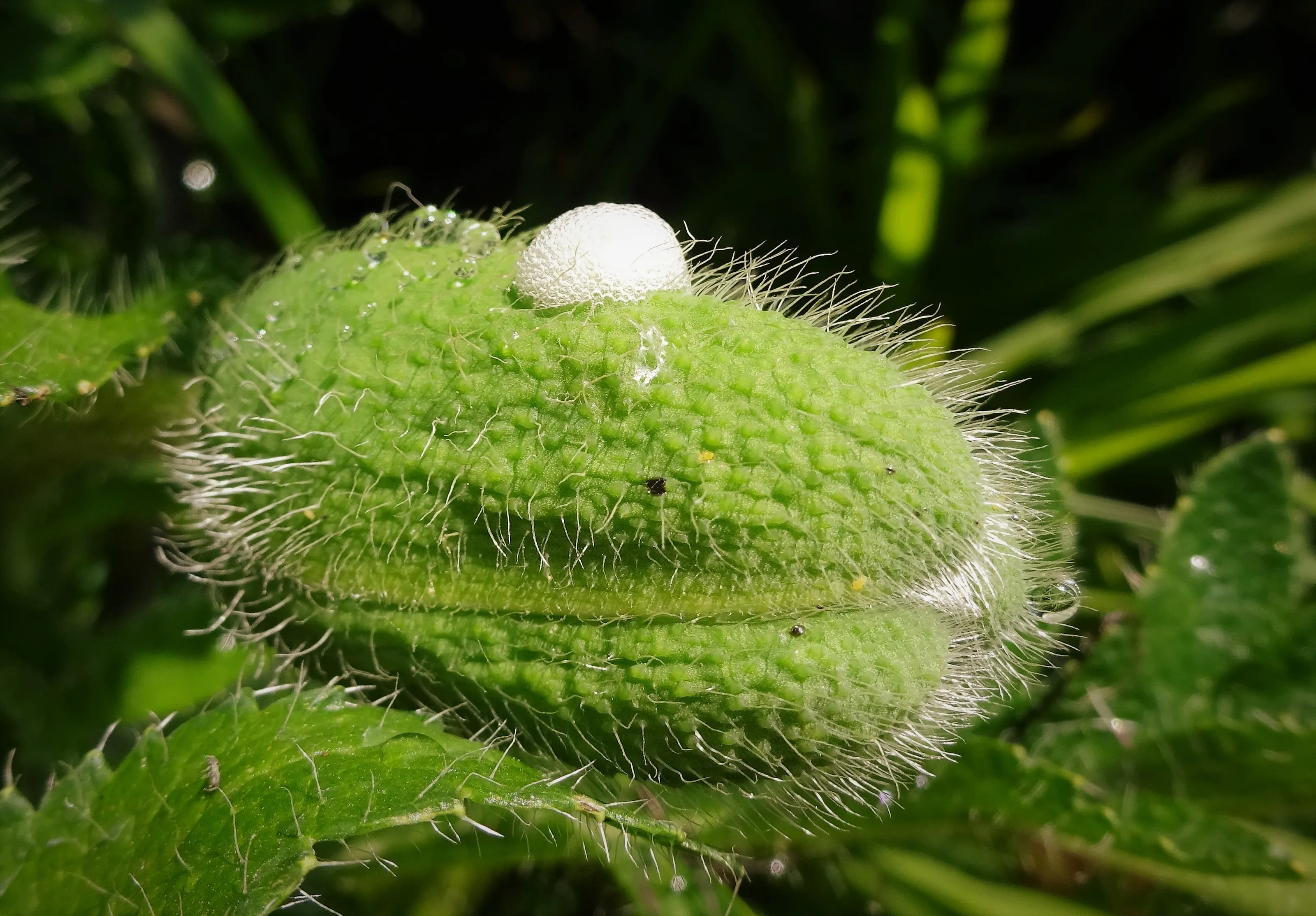 Natural Things that are Hairy