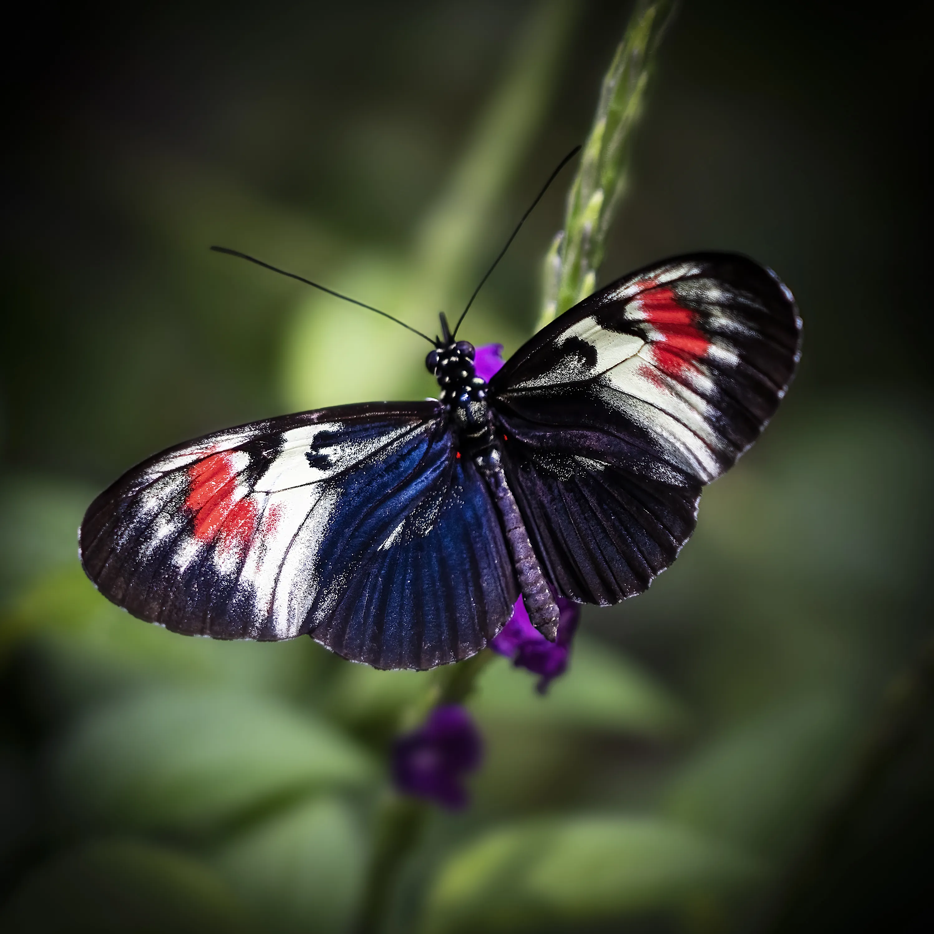 Butterflies in Nature (in colour)