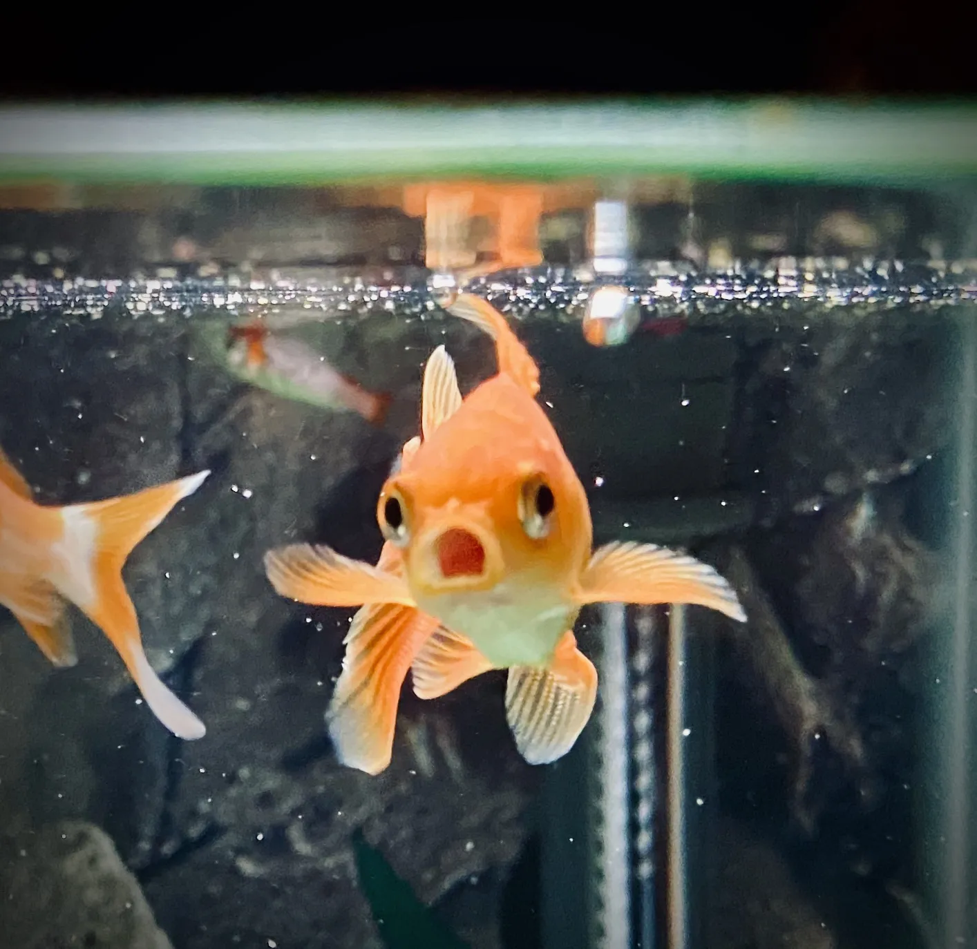 Goldfish in Fish Tanks or Fish Bowls
