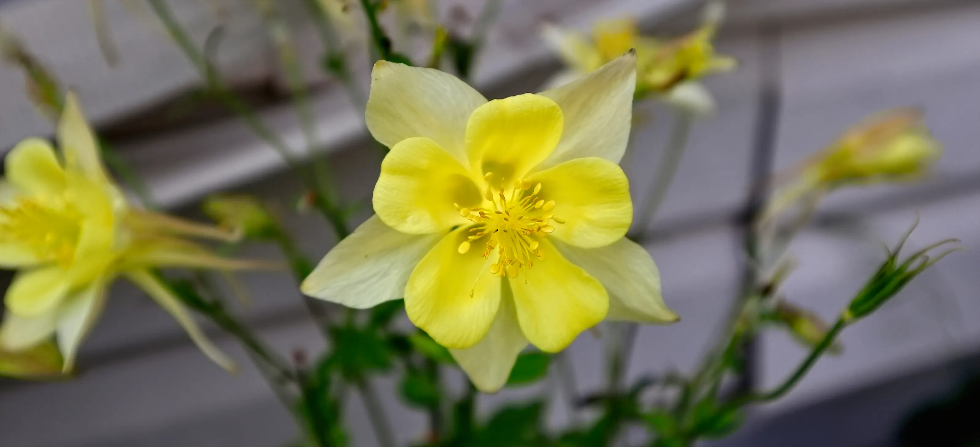 Columbine Flowers (Aquilegia)