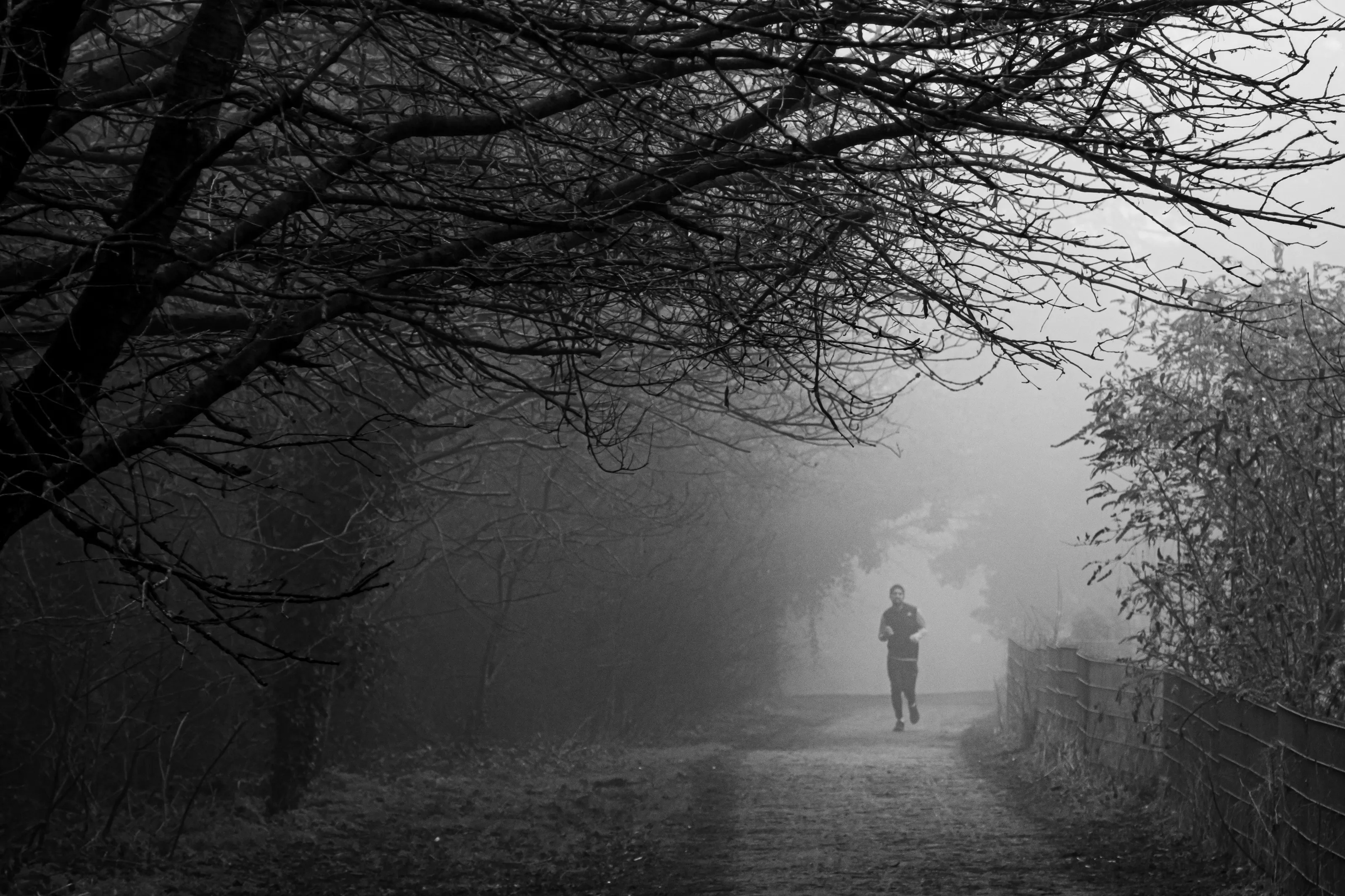 In the Fog
