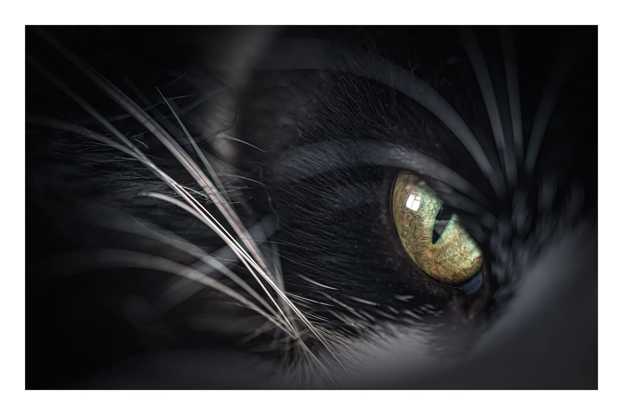 Animals in Macro or Closeup
