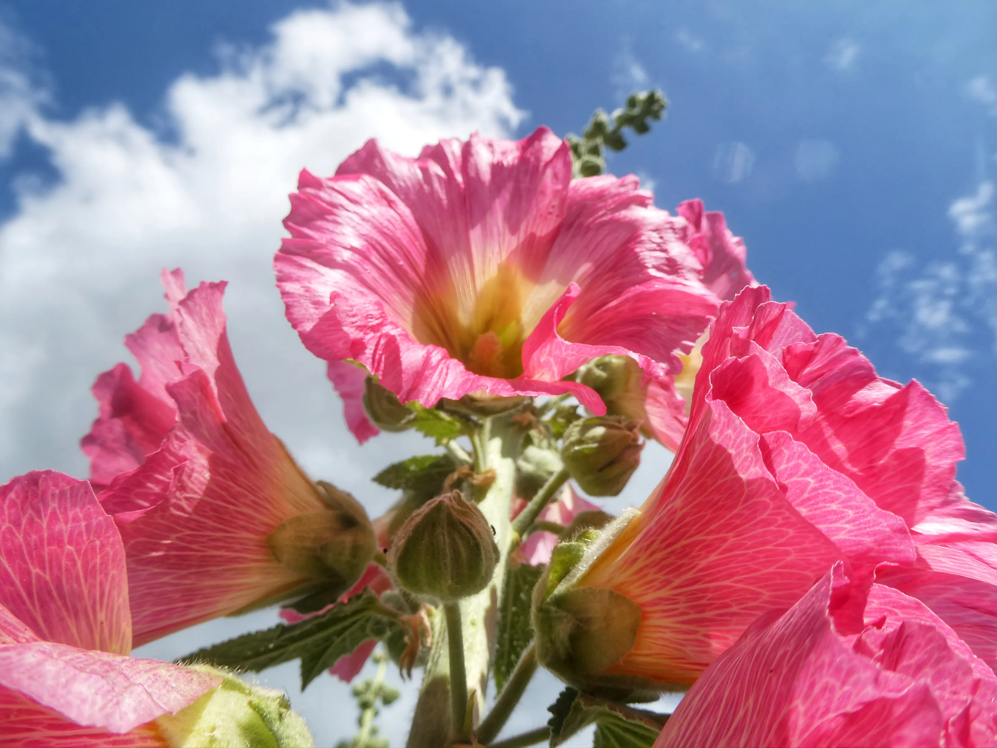 Summer Flowers from a Low Angle (in colour)
