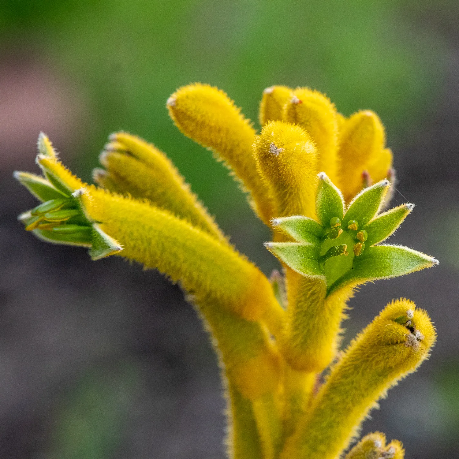 Australian Native Flowers
