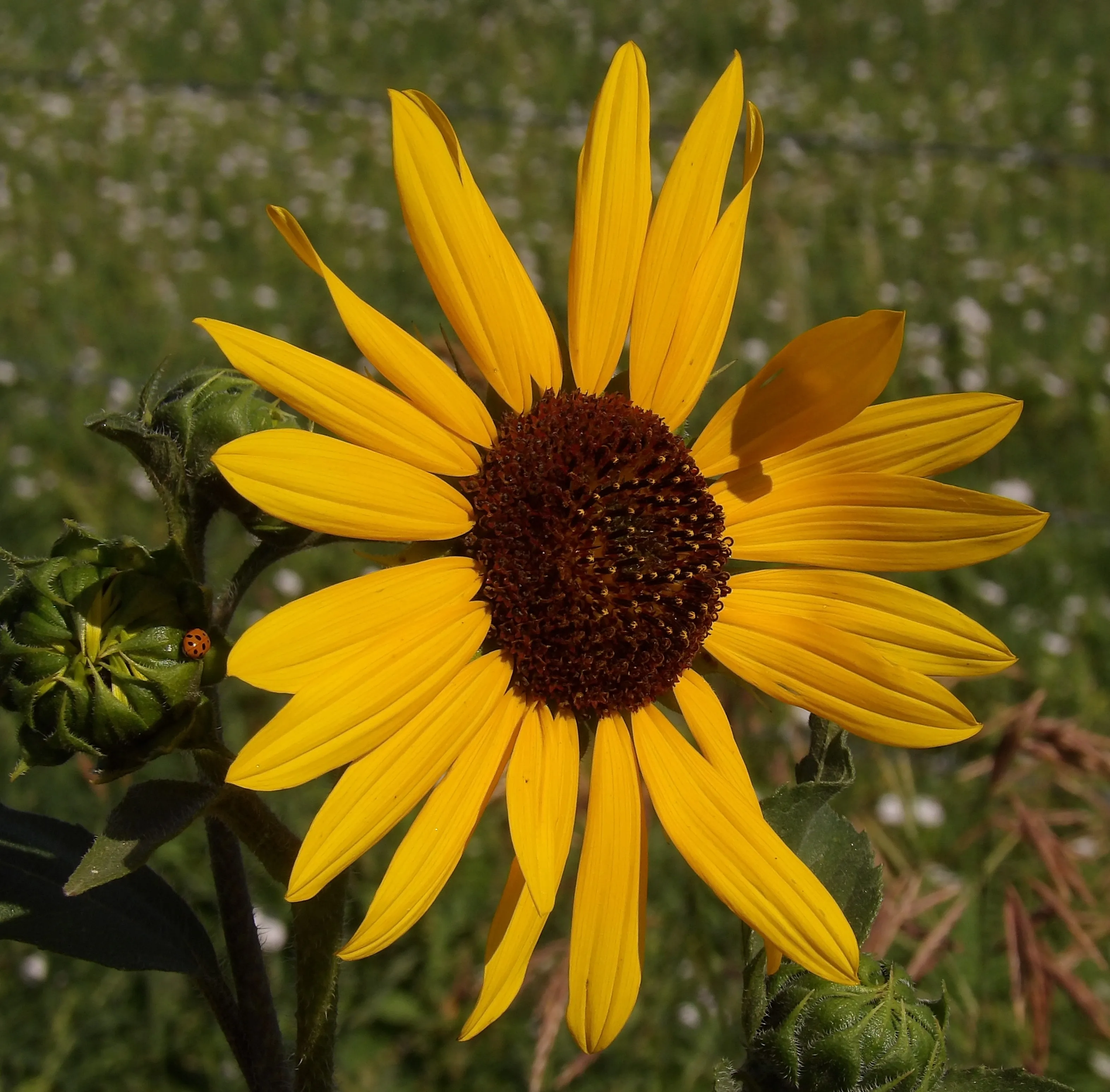 Sunflowers (in colour)