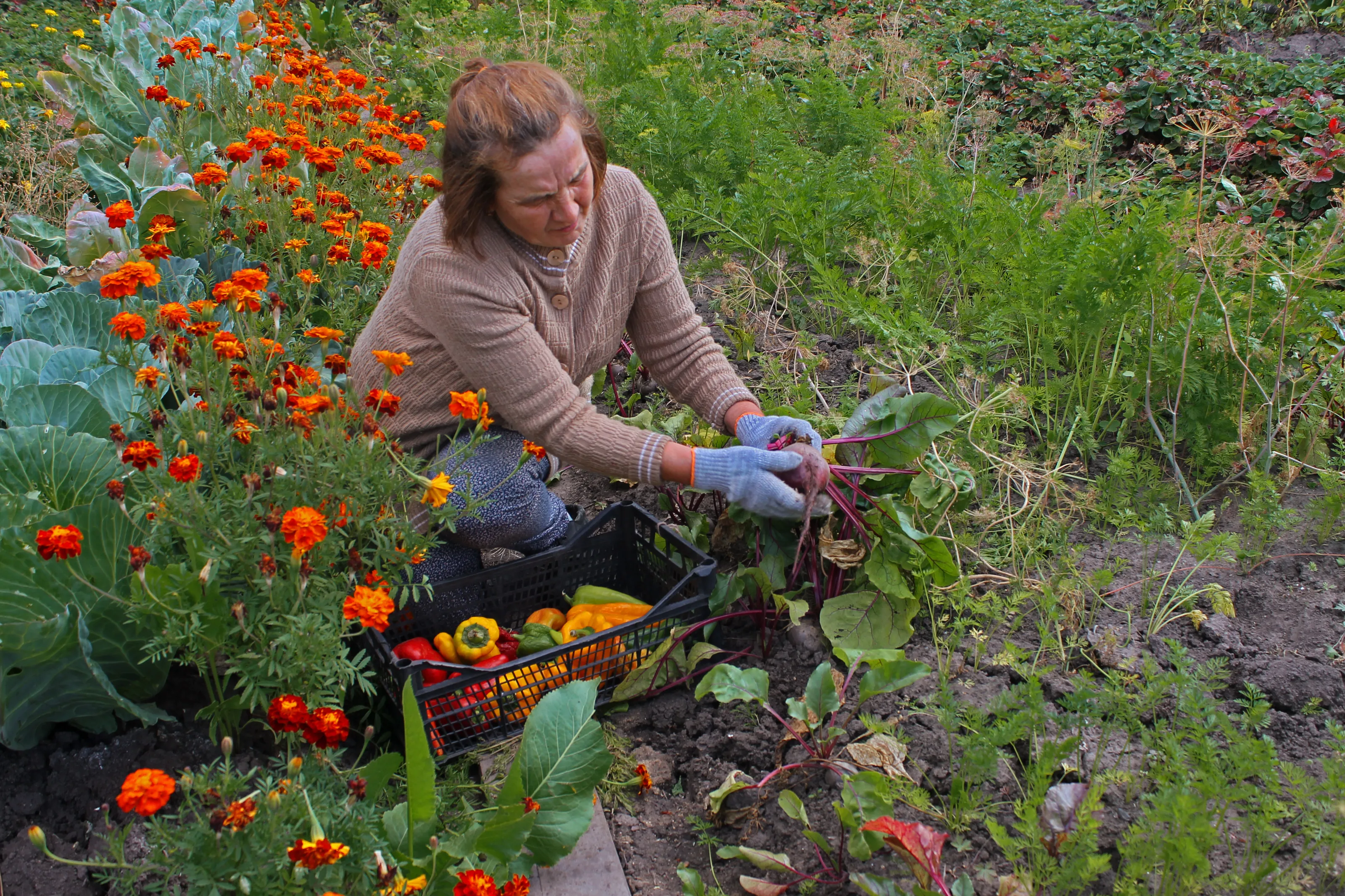 In the Vegetable Garden (in colour)