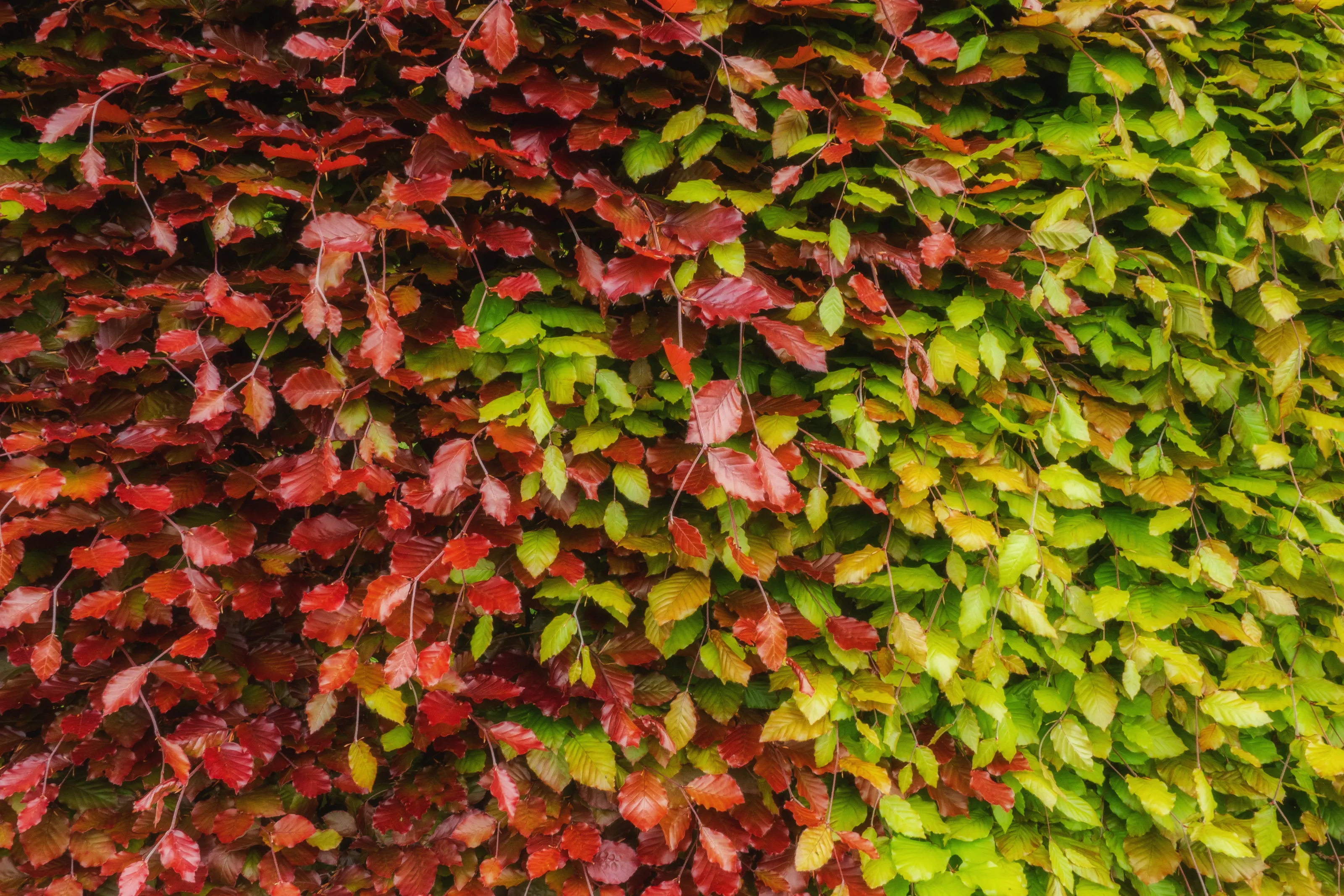 Nature in Green and Red