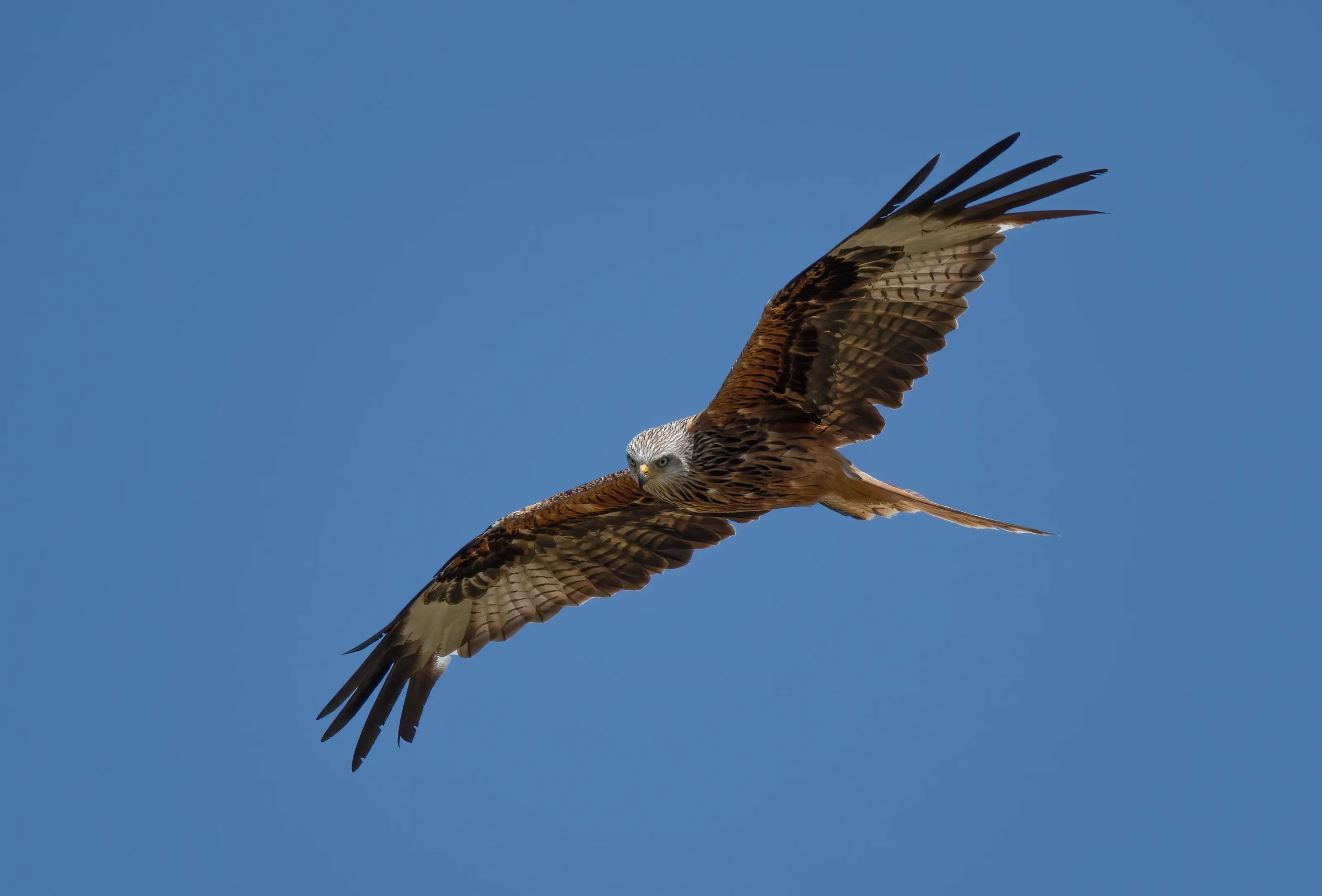 Close-Up of Birds Flying