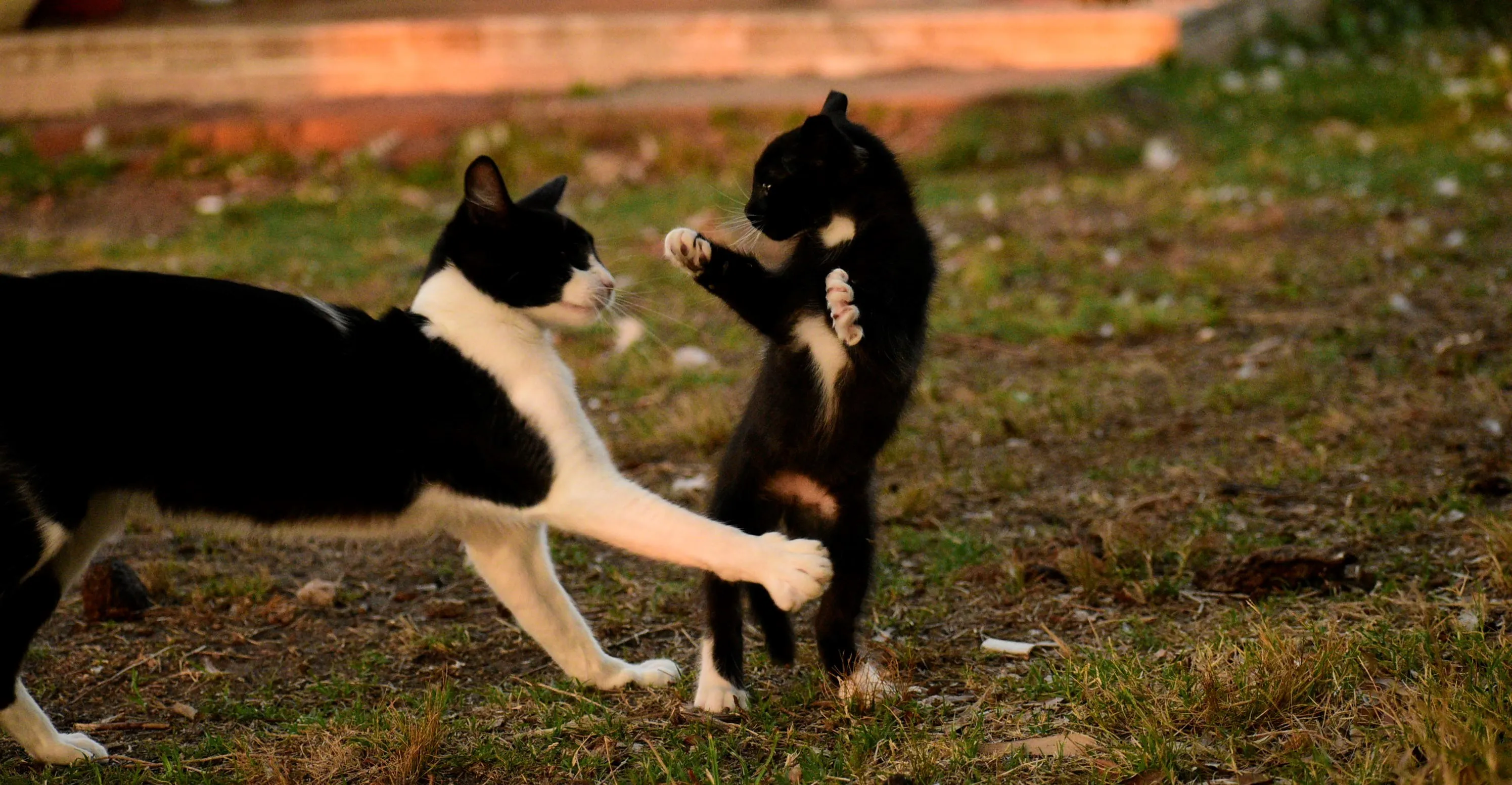 Funny Animals