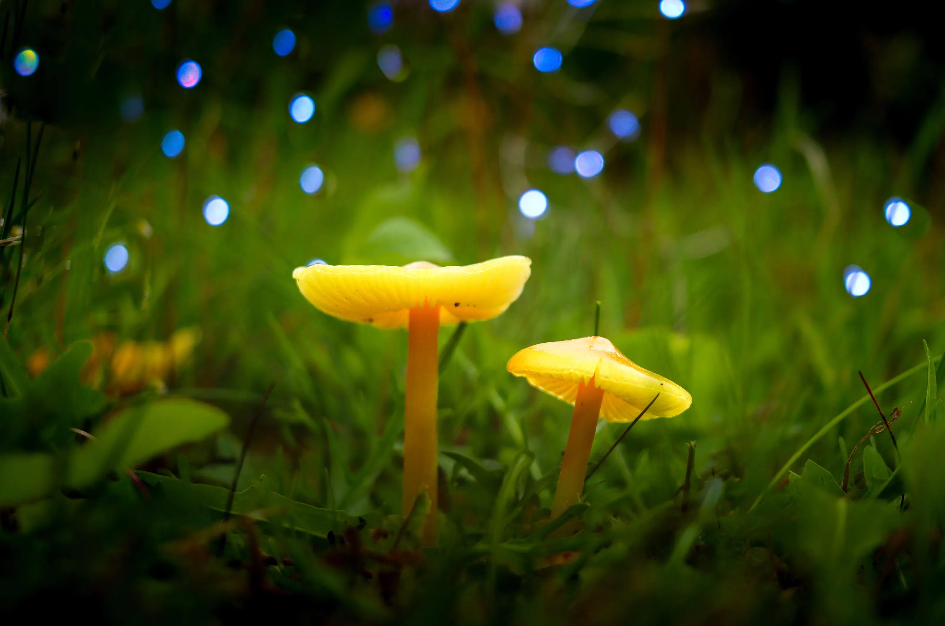 Wild Mushrooms