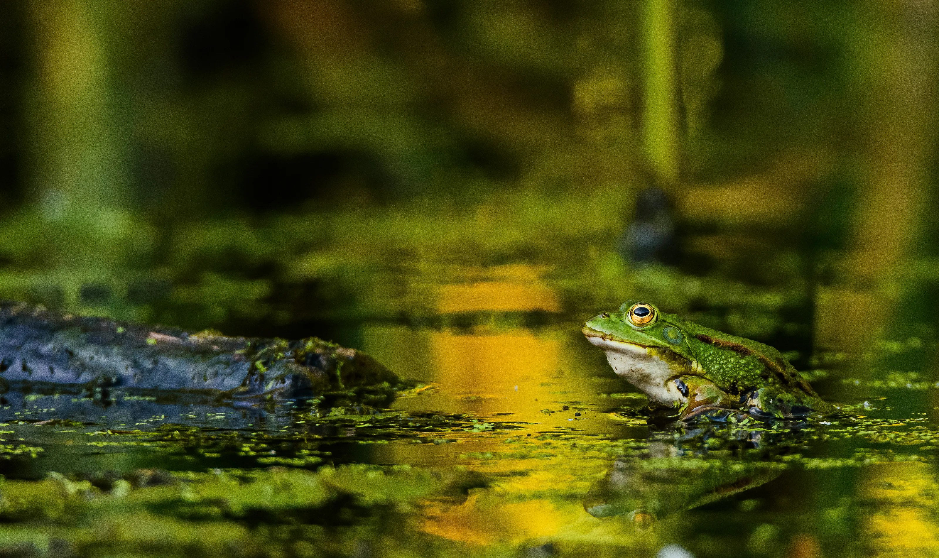 Frogs and Toads in Nature