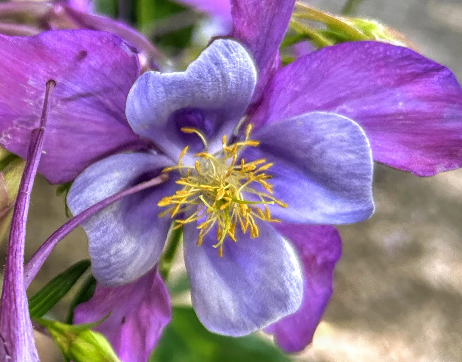 Purple Flowers