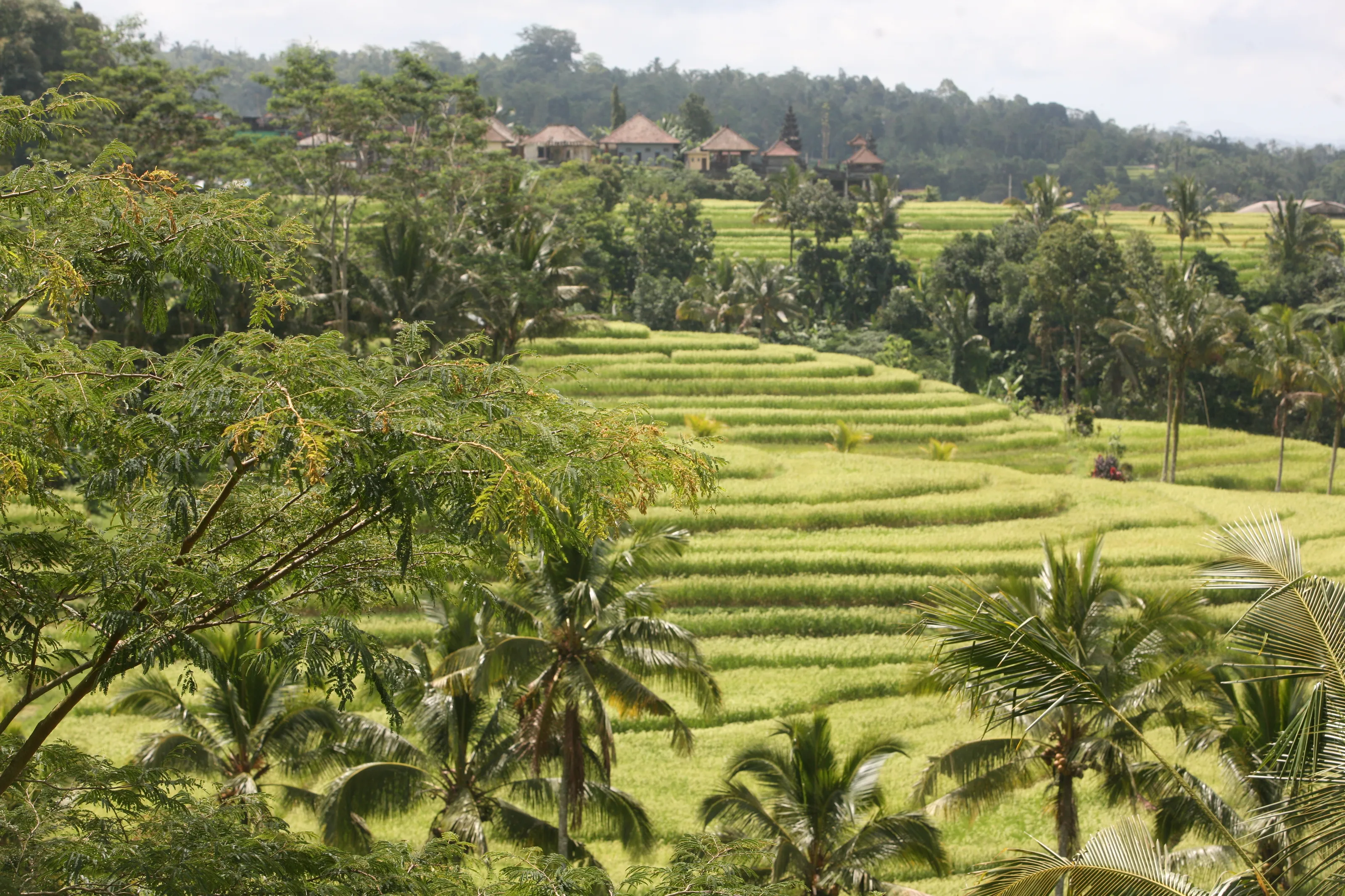 Landscapes with Cultivation Terraces