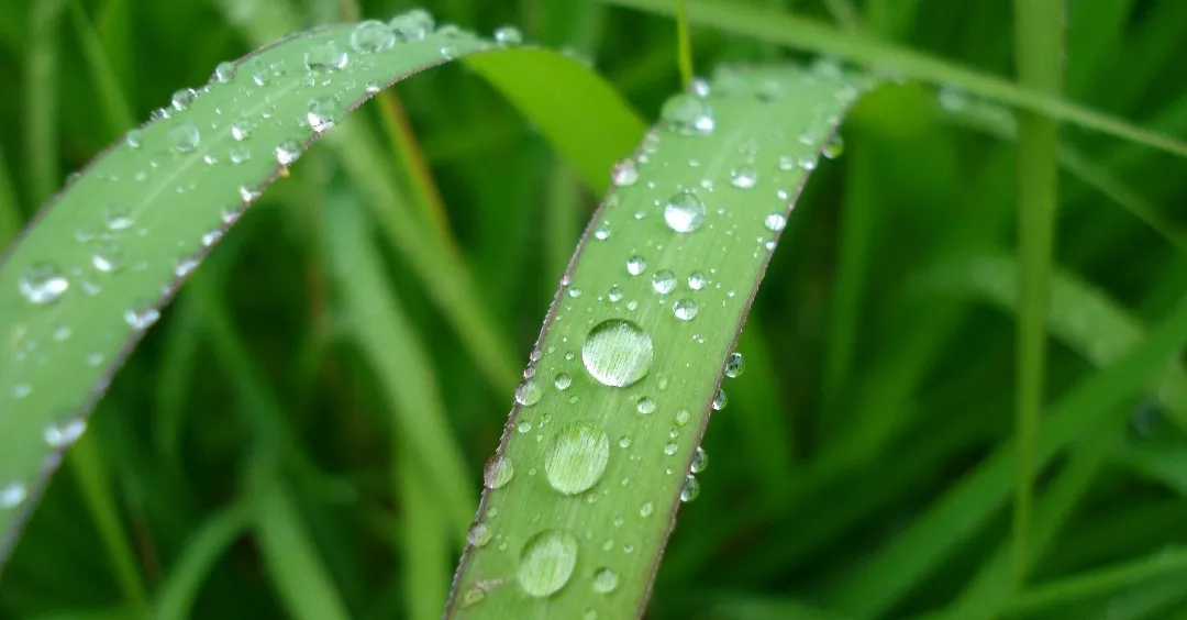 Water Droplets in Nature