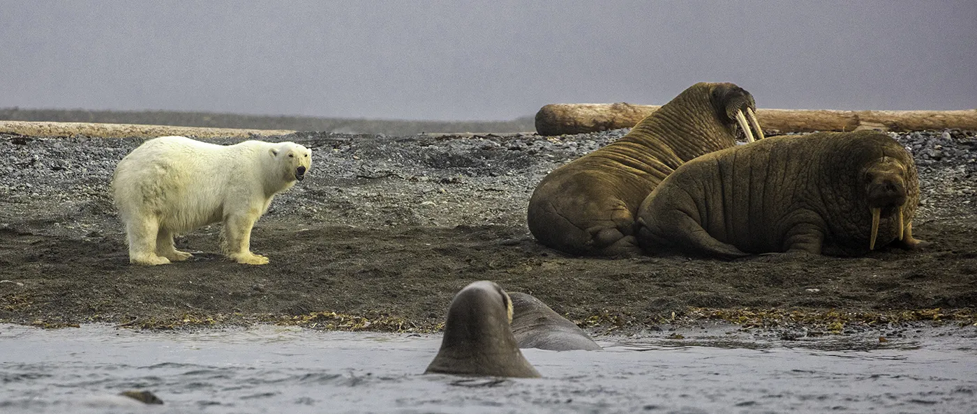 Animals that Live in Extreme Conditions