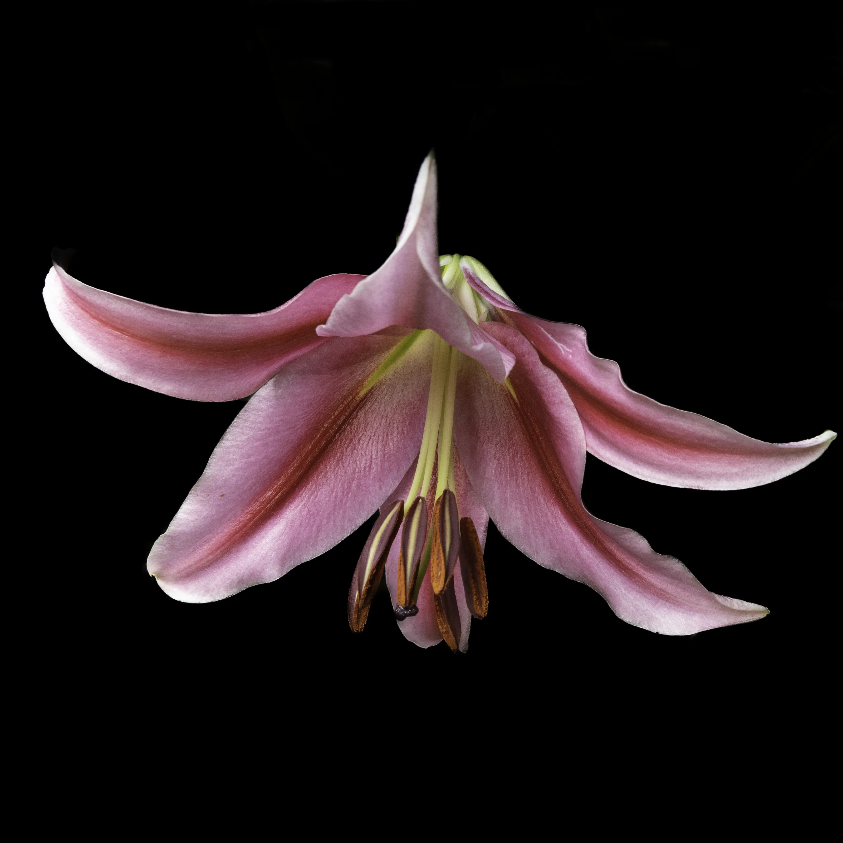 Flowers Against a Black Background (in colour)