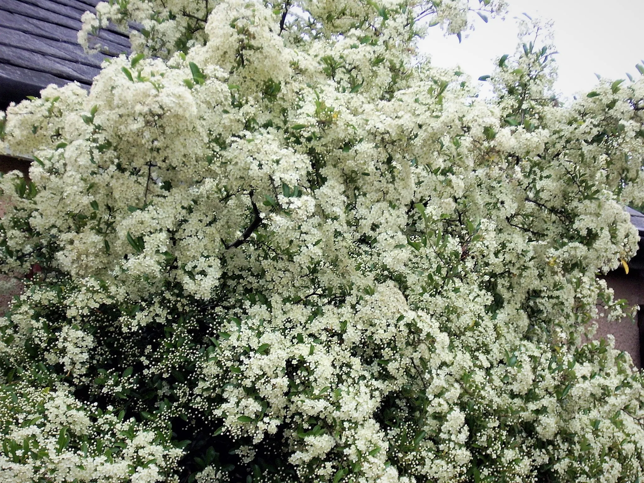 Something in Abundance
