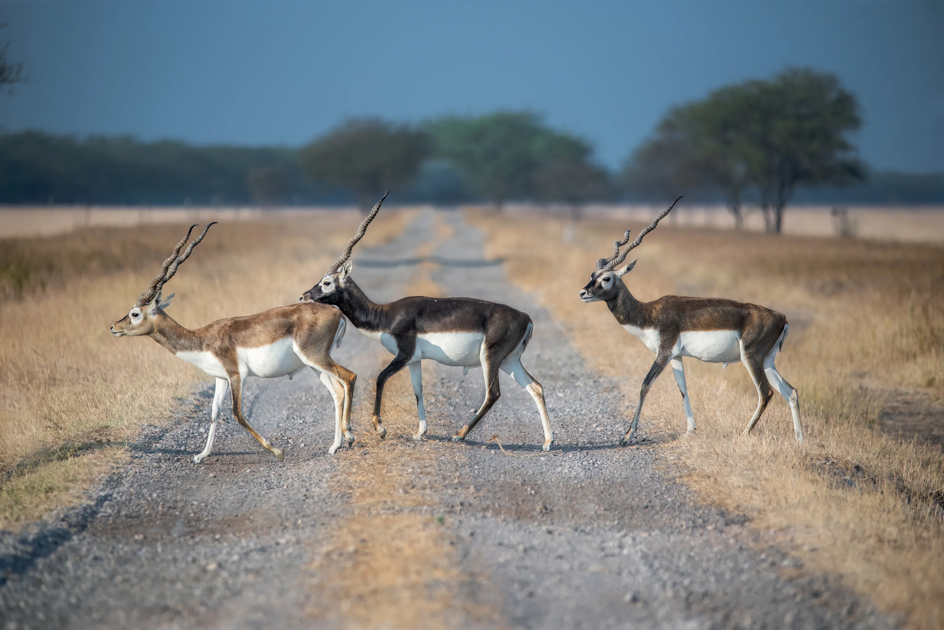 Animals