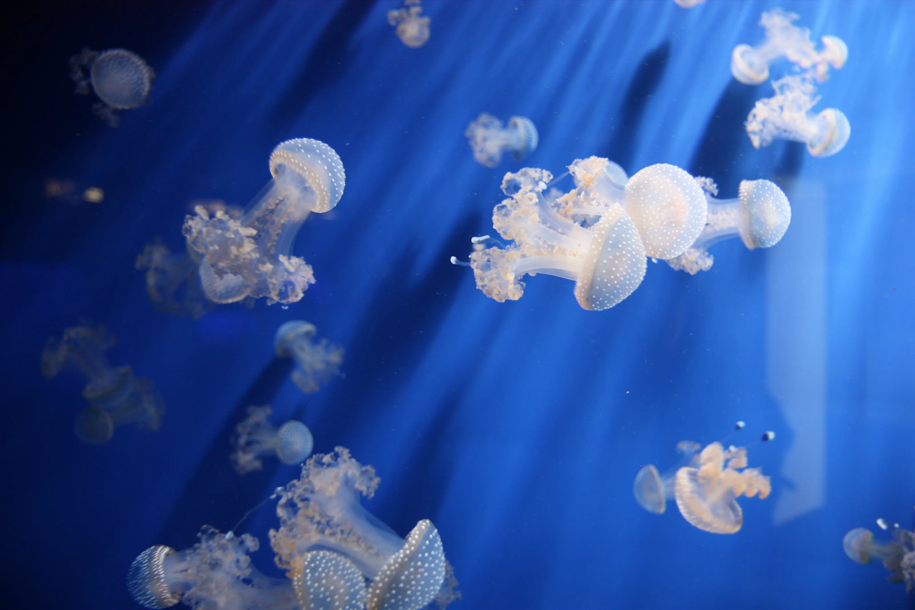 Marine Life
