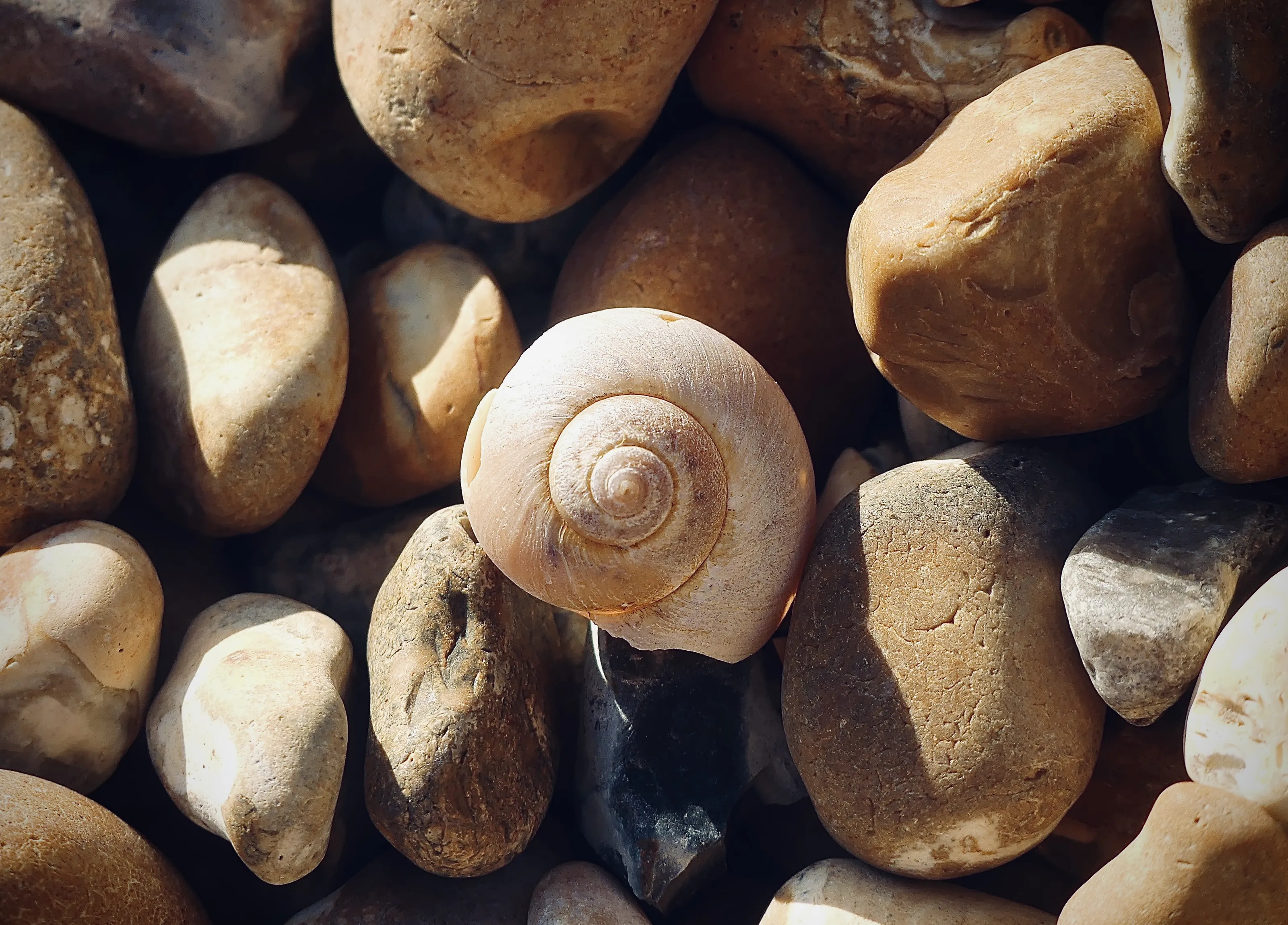 Seashells