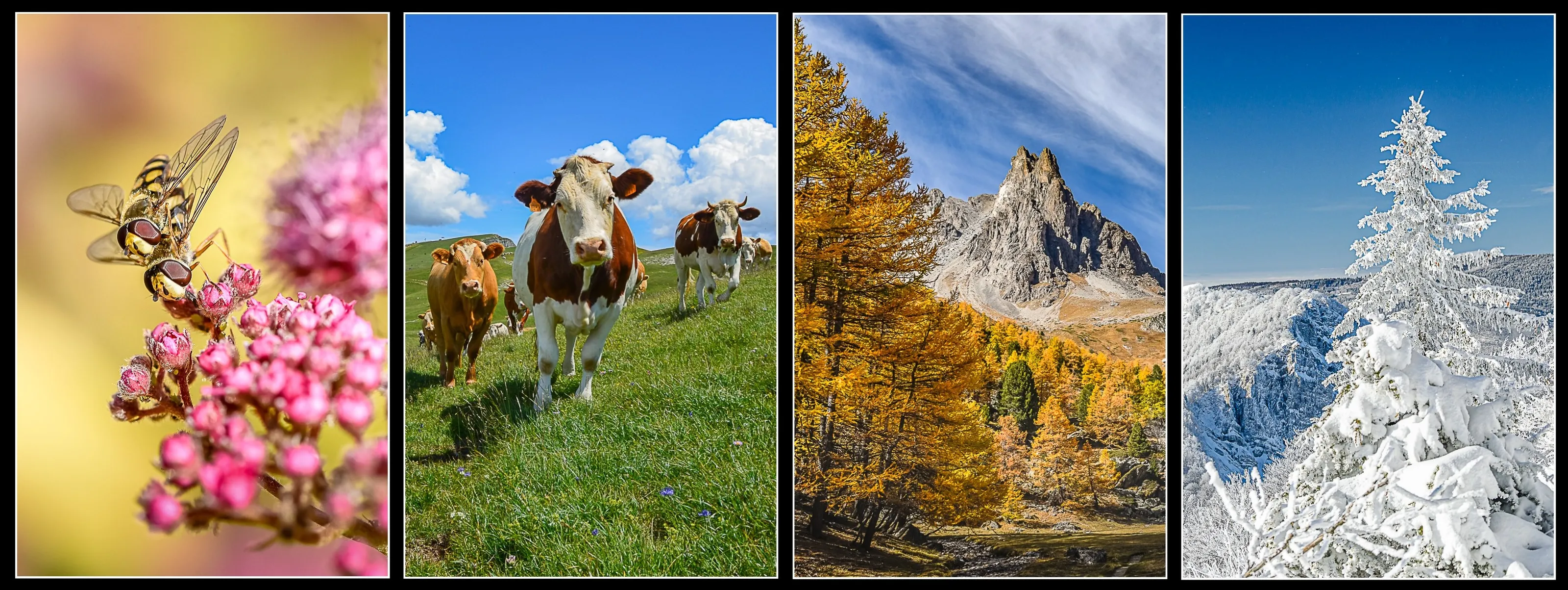 Quadtychs of the Four Seasons