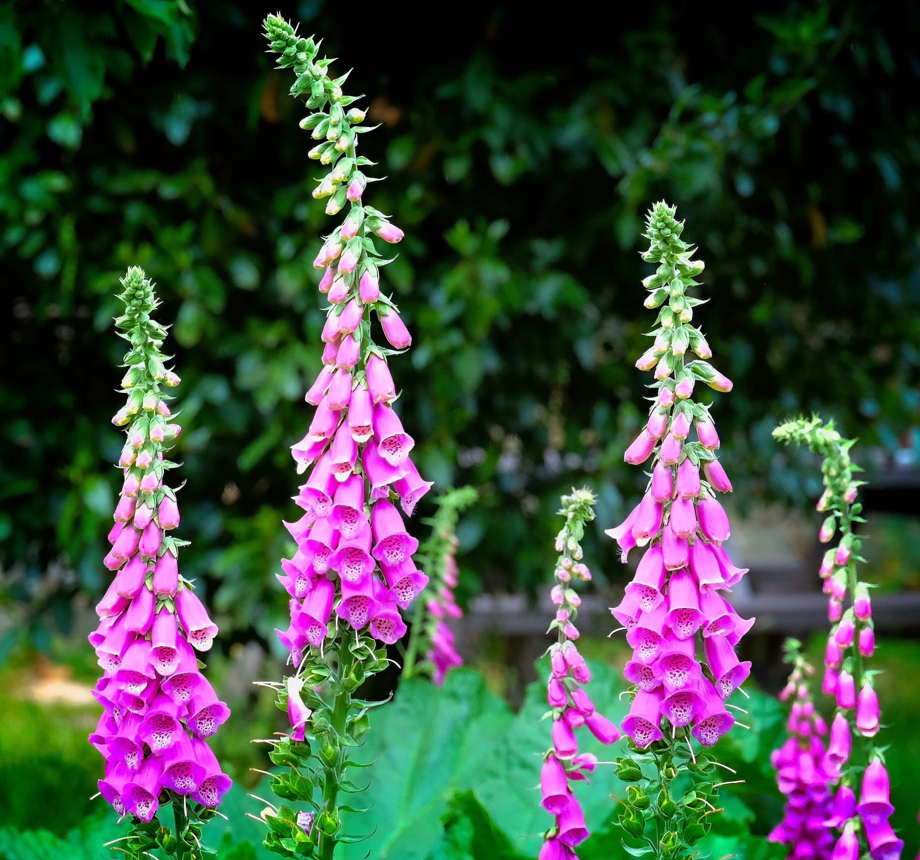 Foxglove Flowers (in colour)