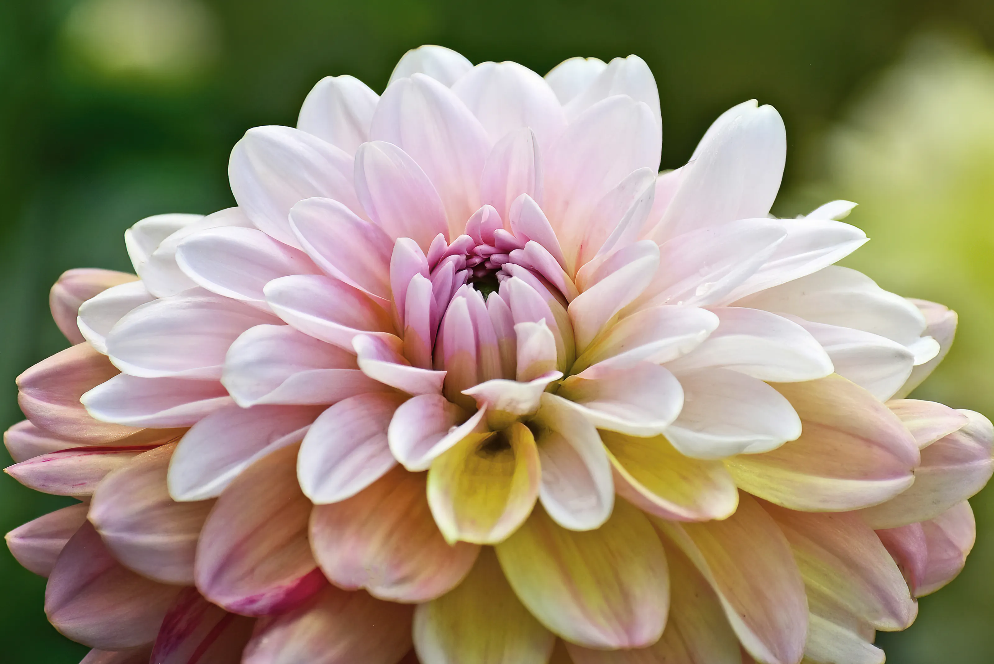 Summer Flowers (in colour)