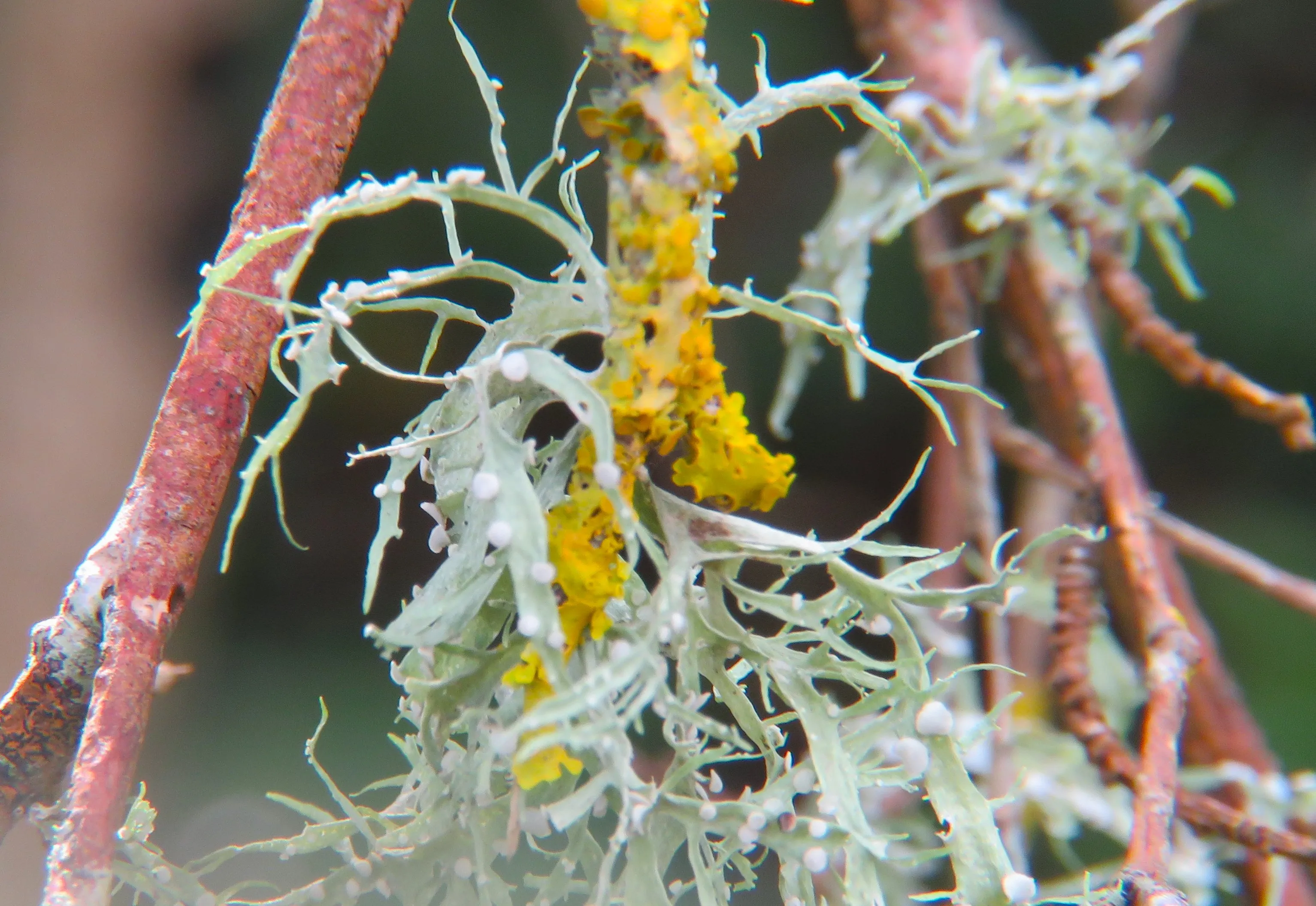 Lichens (in colour)
