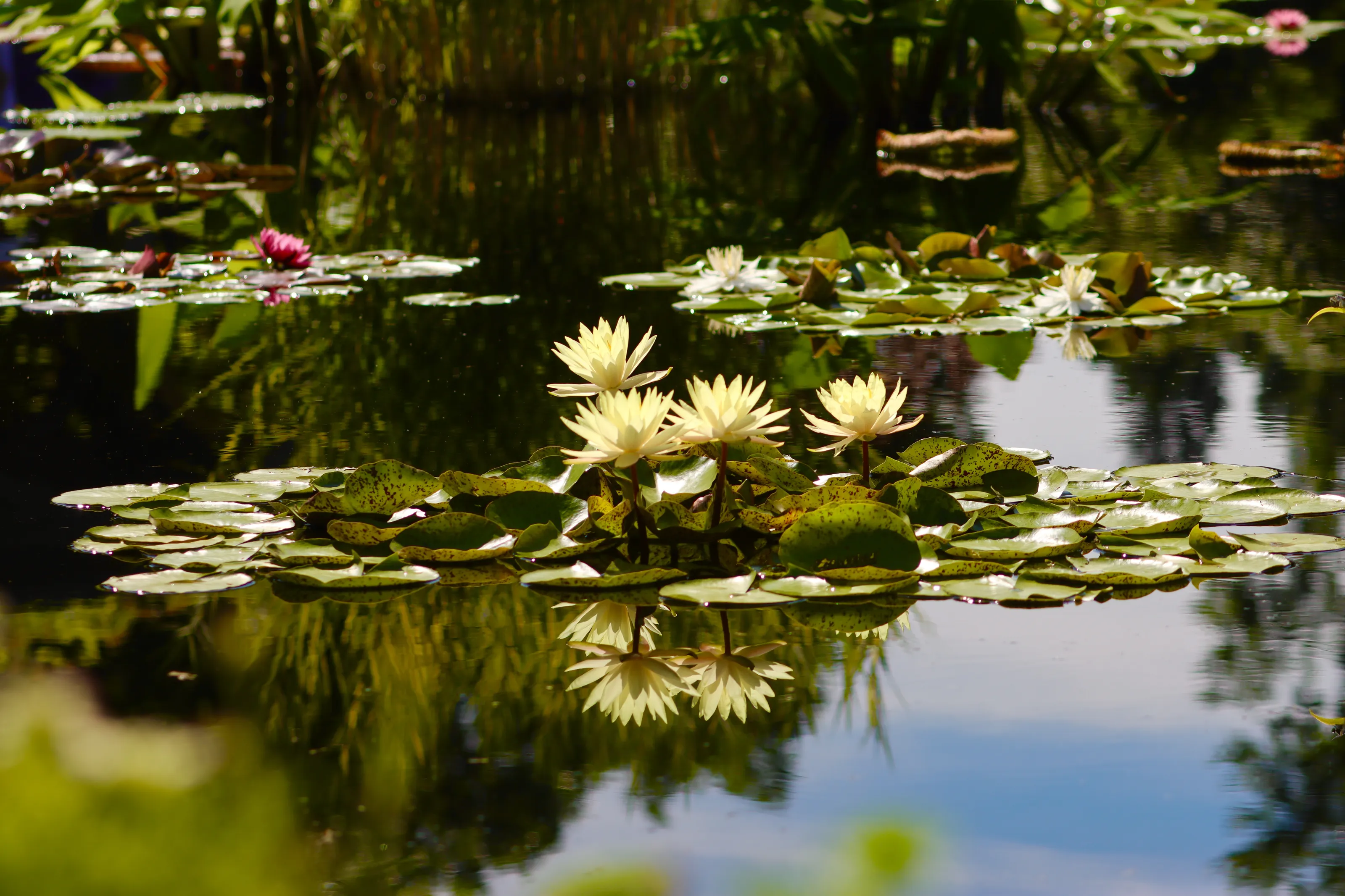 Water Lilies (in colour)